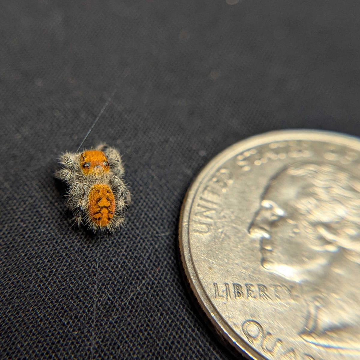 Regal Jumping Spider “Melon”