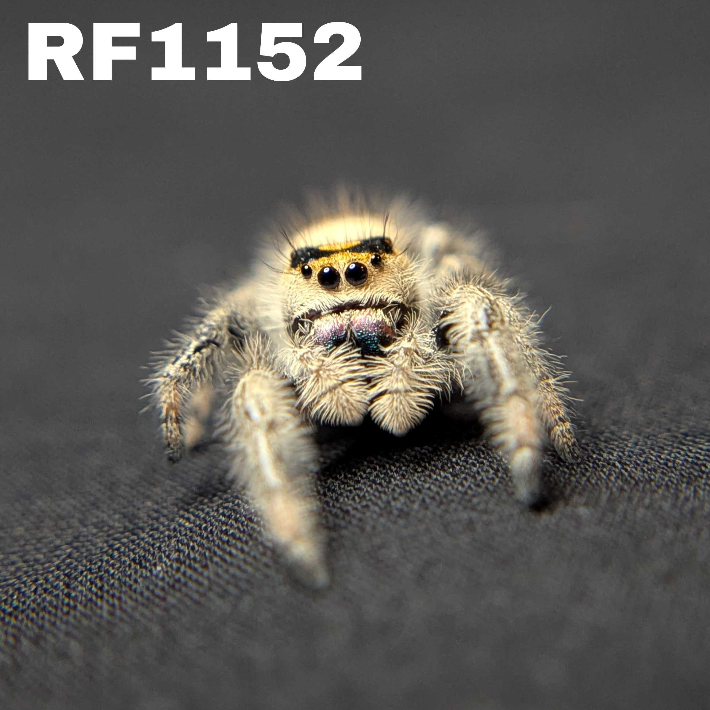 Regal Jumping Spider "Squash"