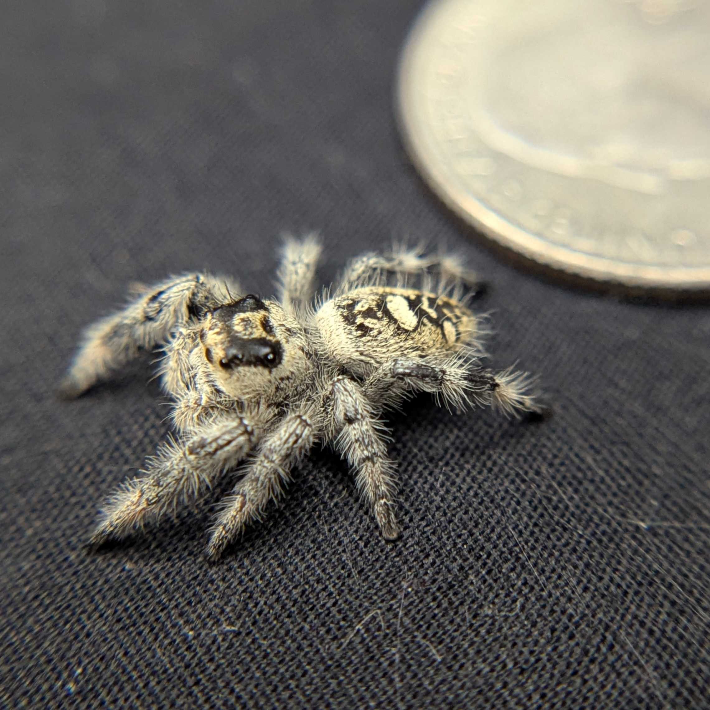 Regal Jumping Spider “Sterling”