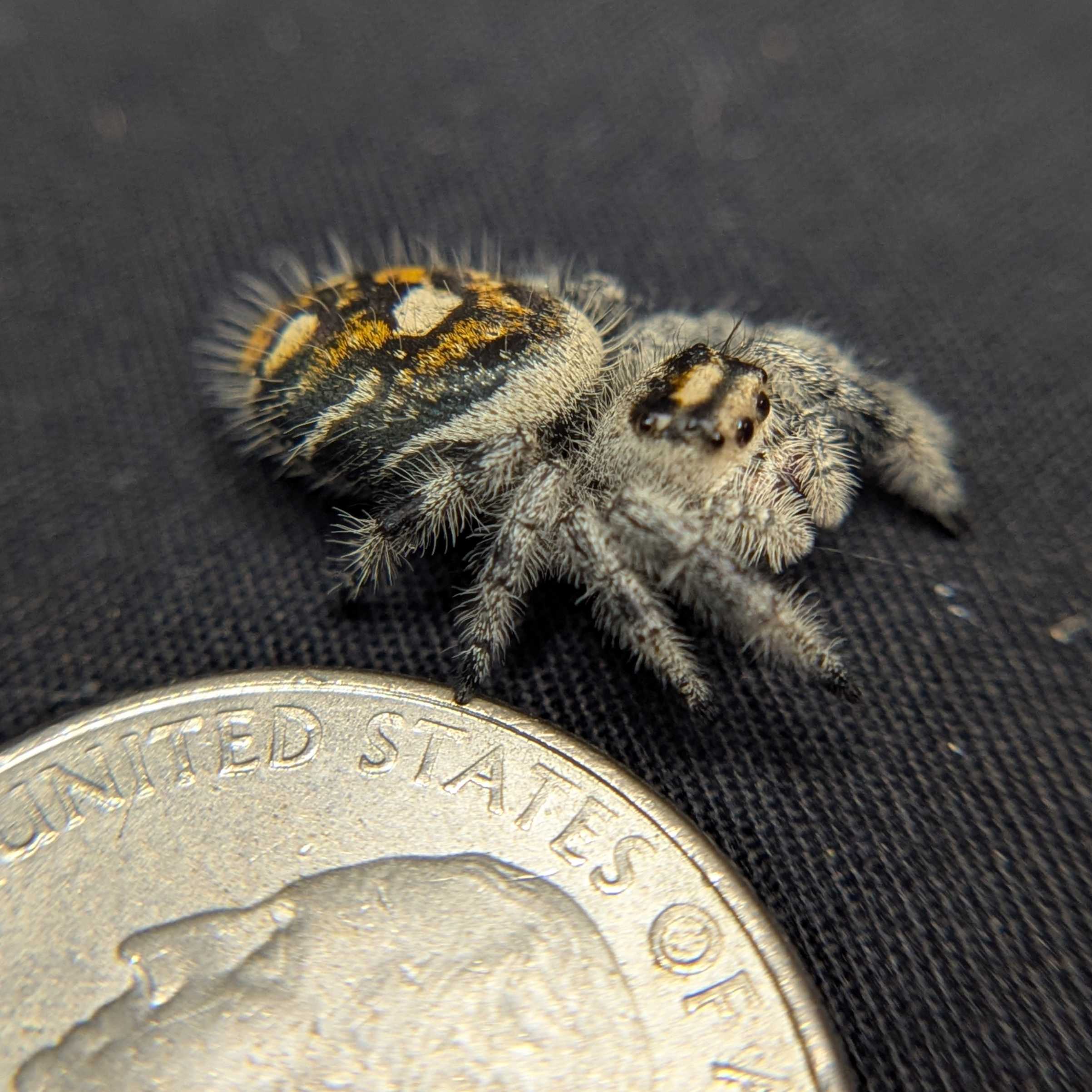 Regal Jumping Spider "Jam"