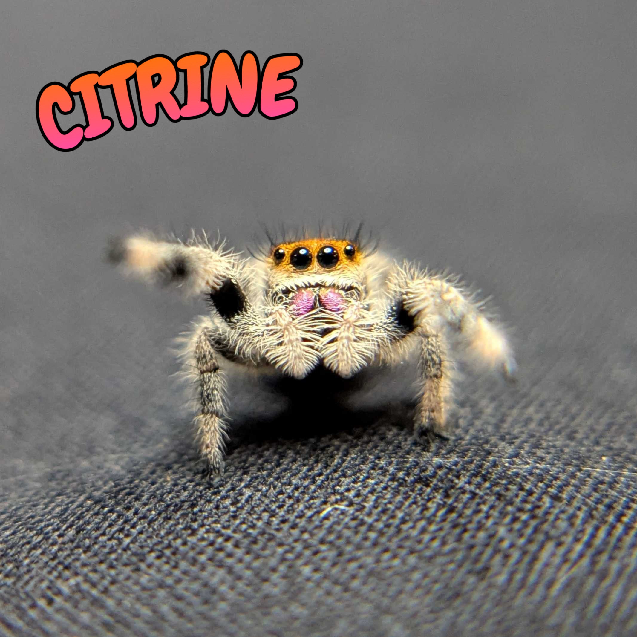 Regal Jumping Spider "Citrine"
