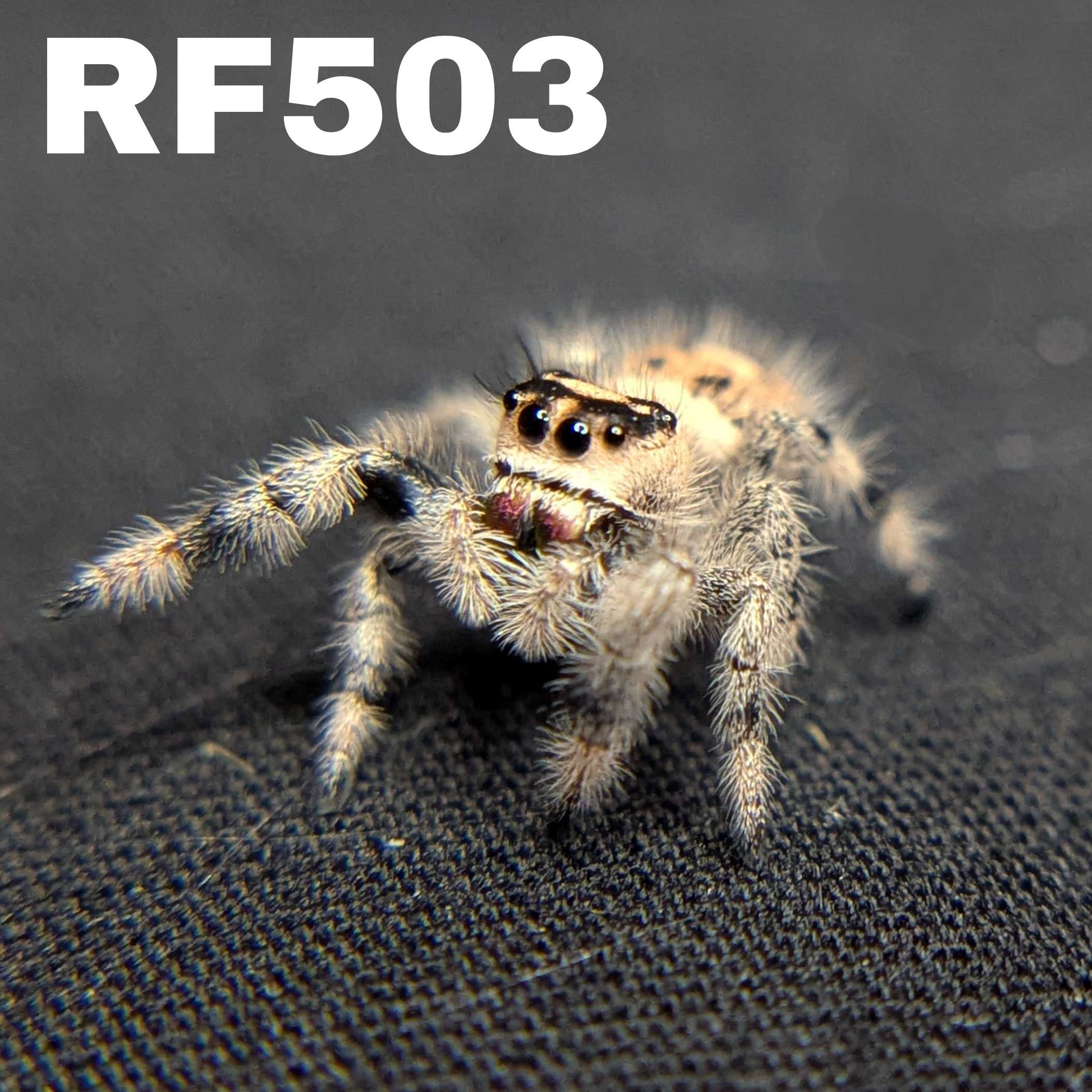 Regal Jumping Spider "Juniper"