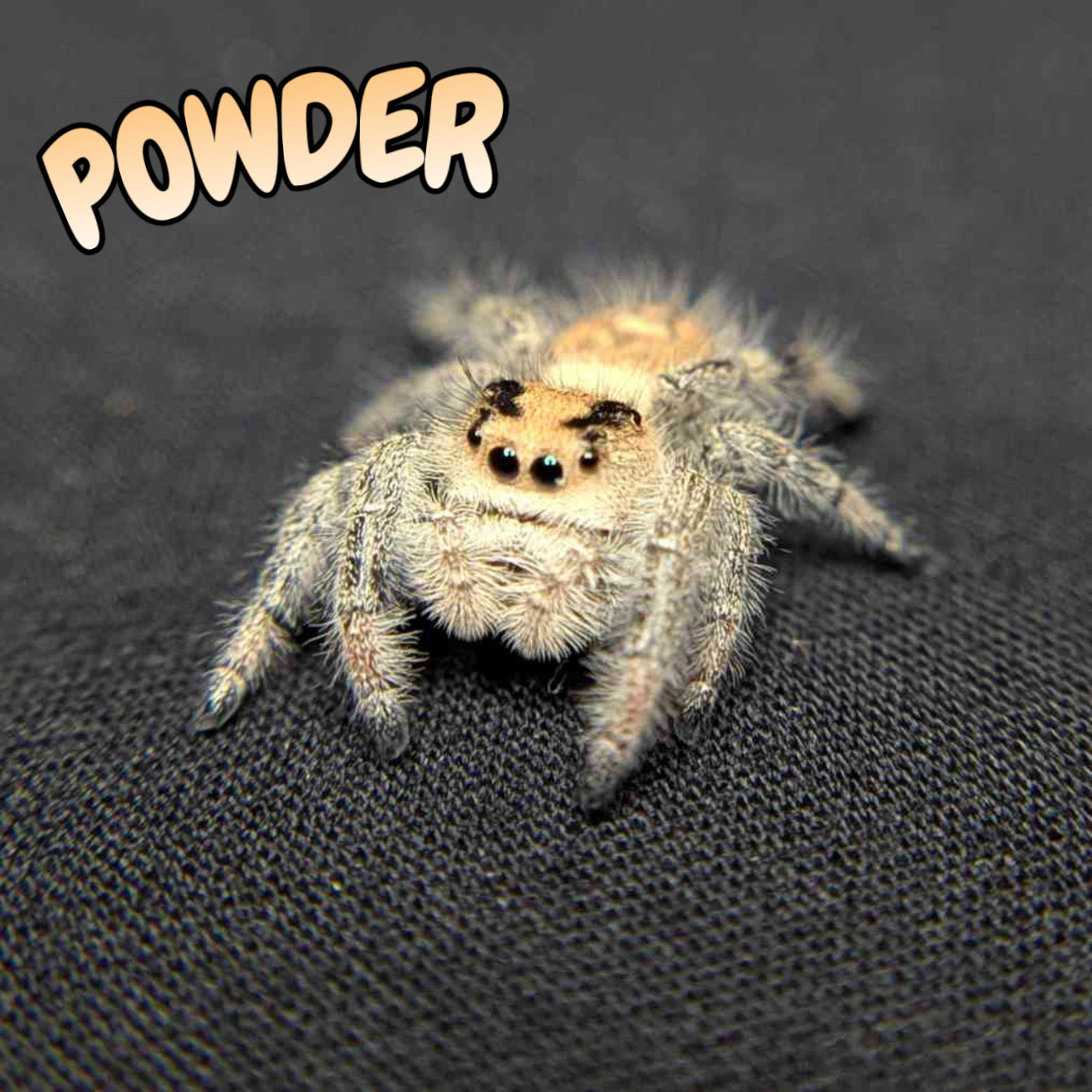 Regal Jumping Spider "Powder"