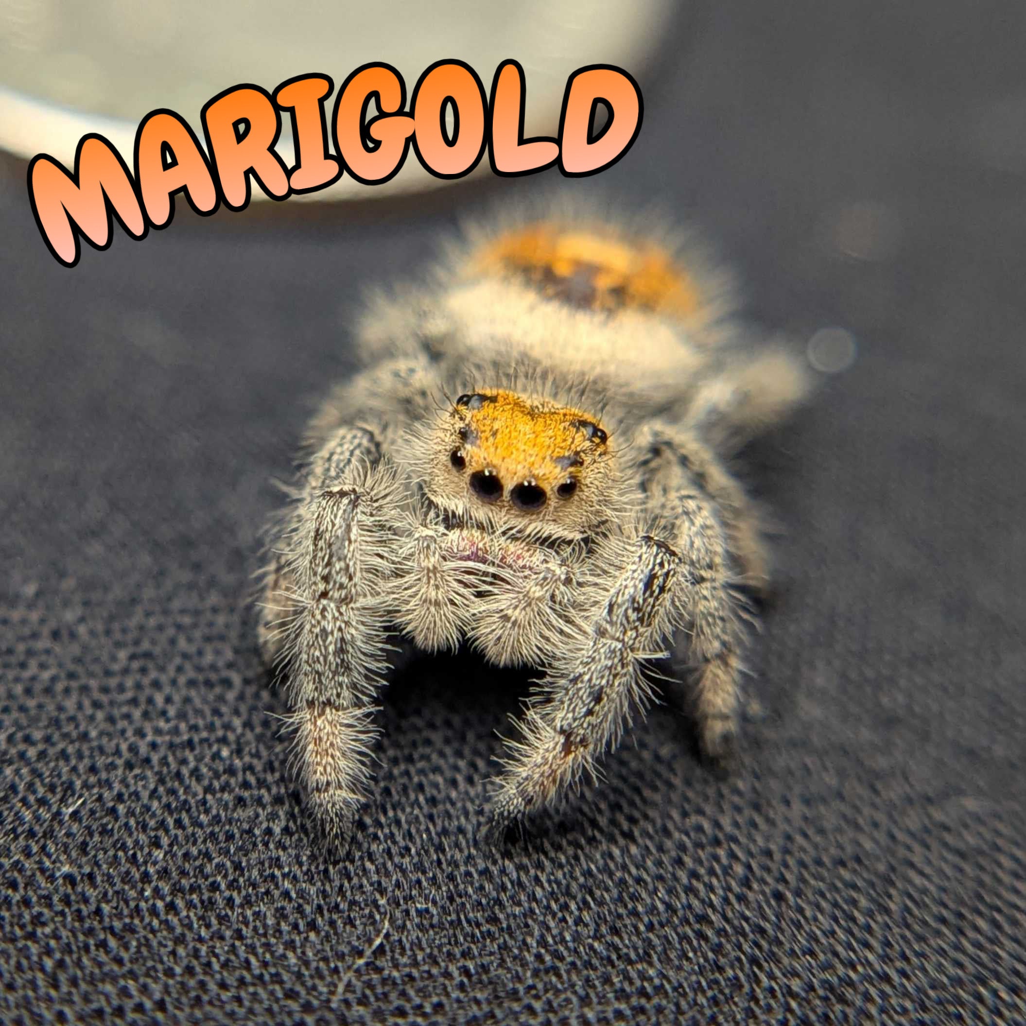 Regal Jumping Spider “Marigold”