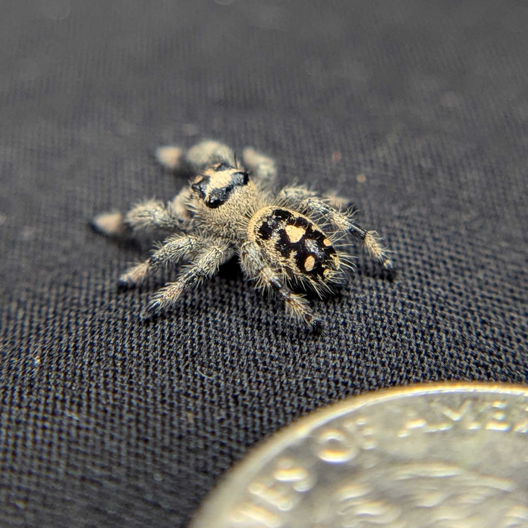 Regal Jumping Spider "Cranberry"