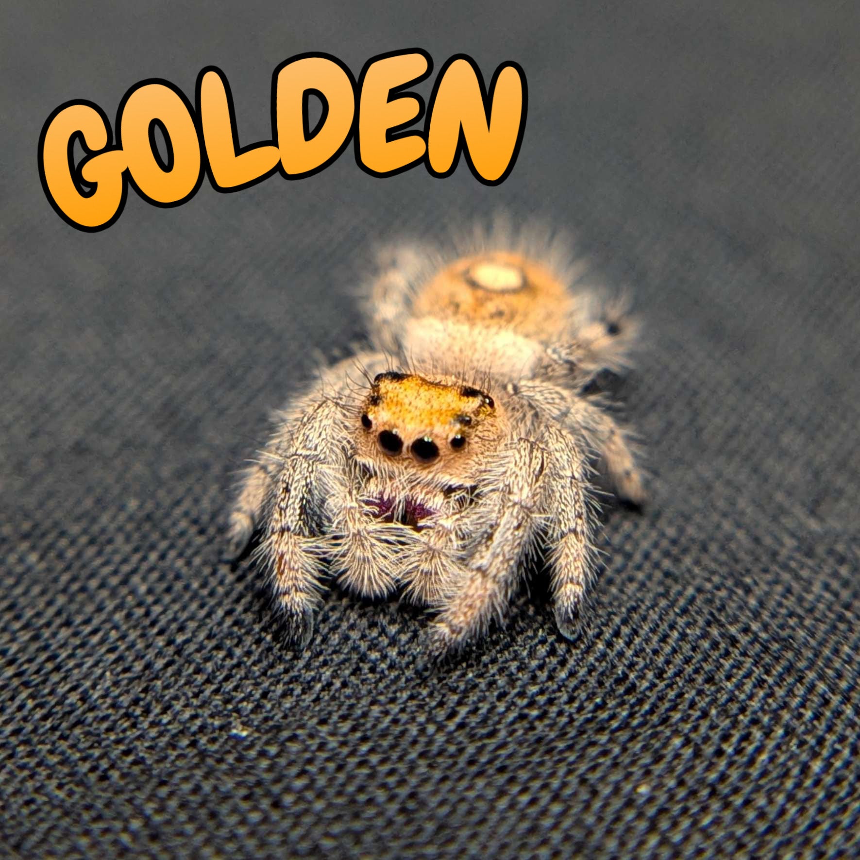 Regal Jumping Spider "Golden"