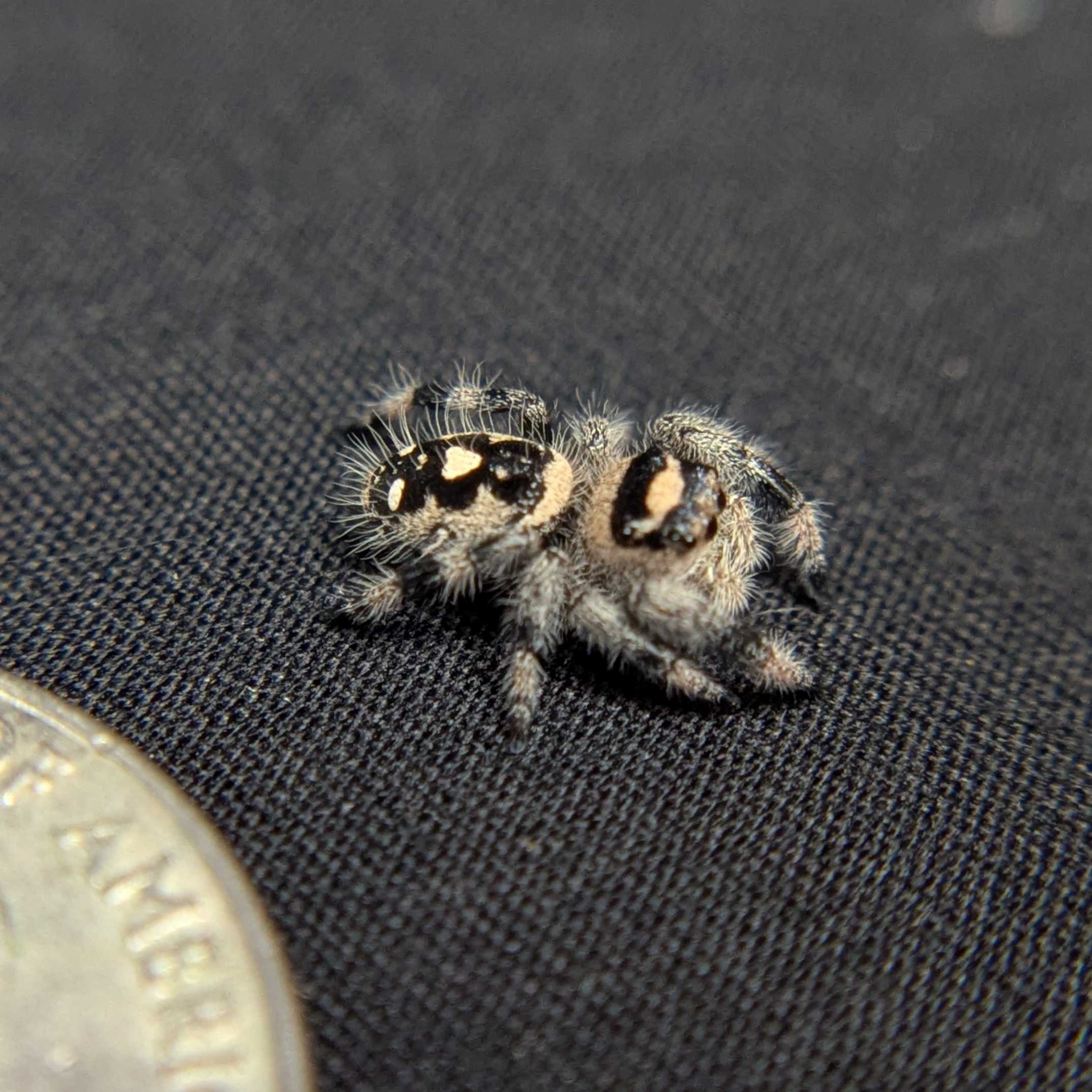 Regal Jumping Spider "Bumble"