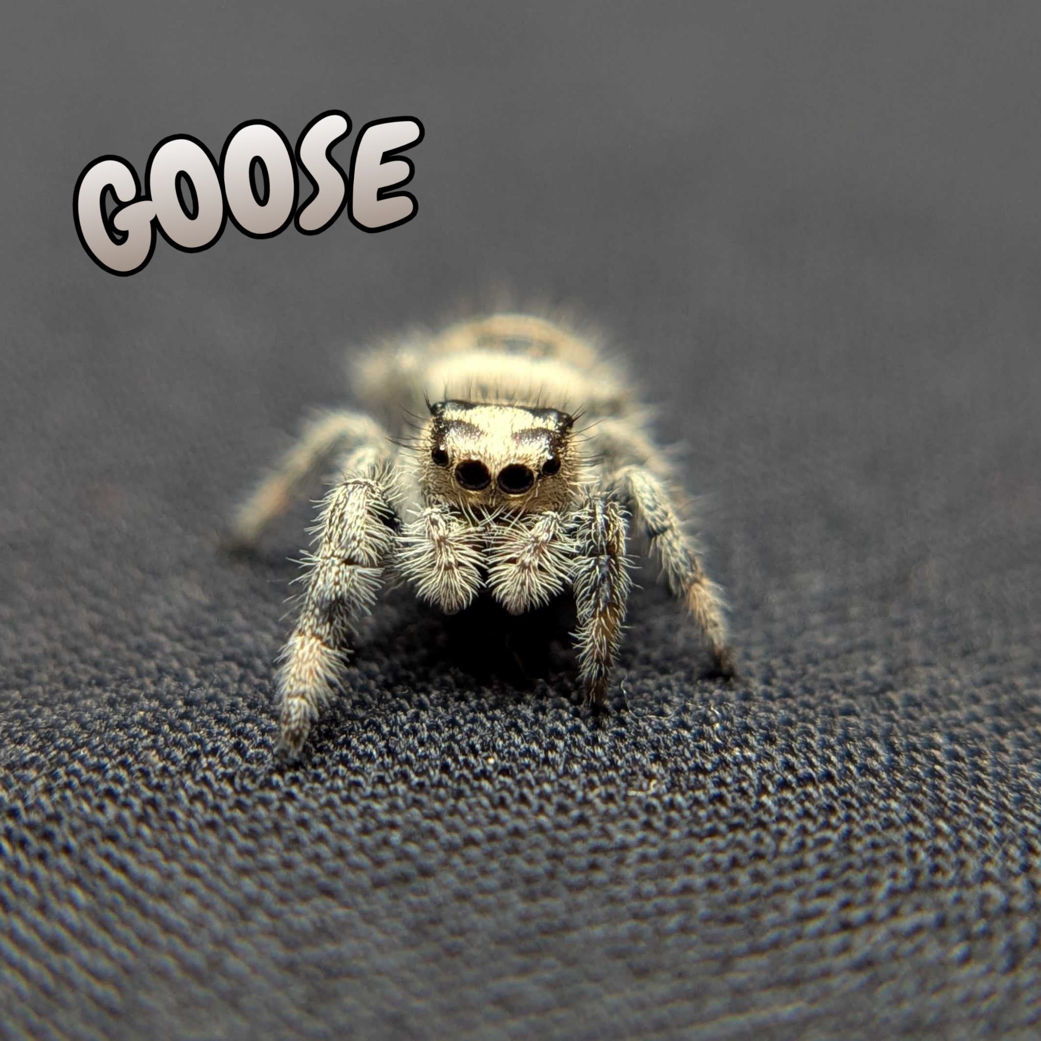 Regal Jumping Spider "Goose"
