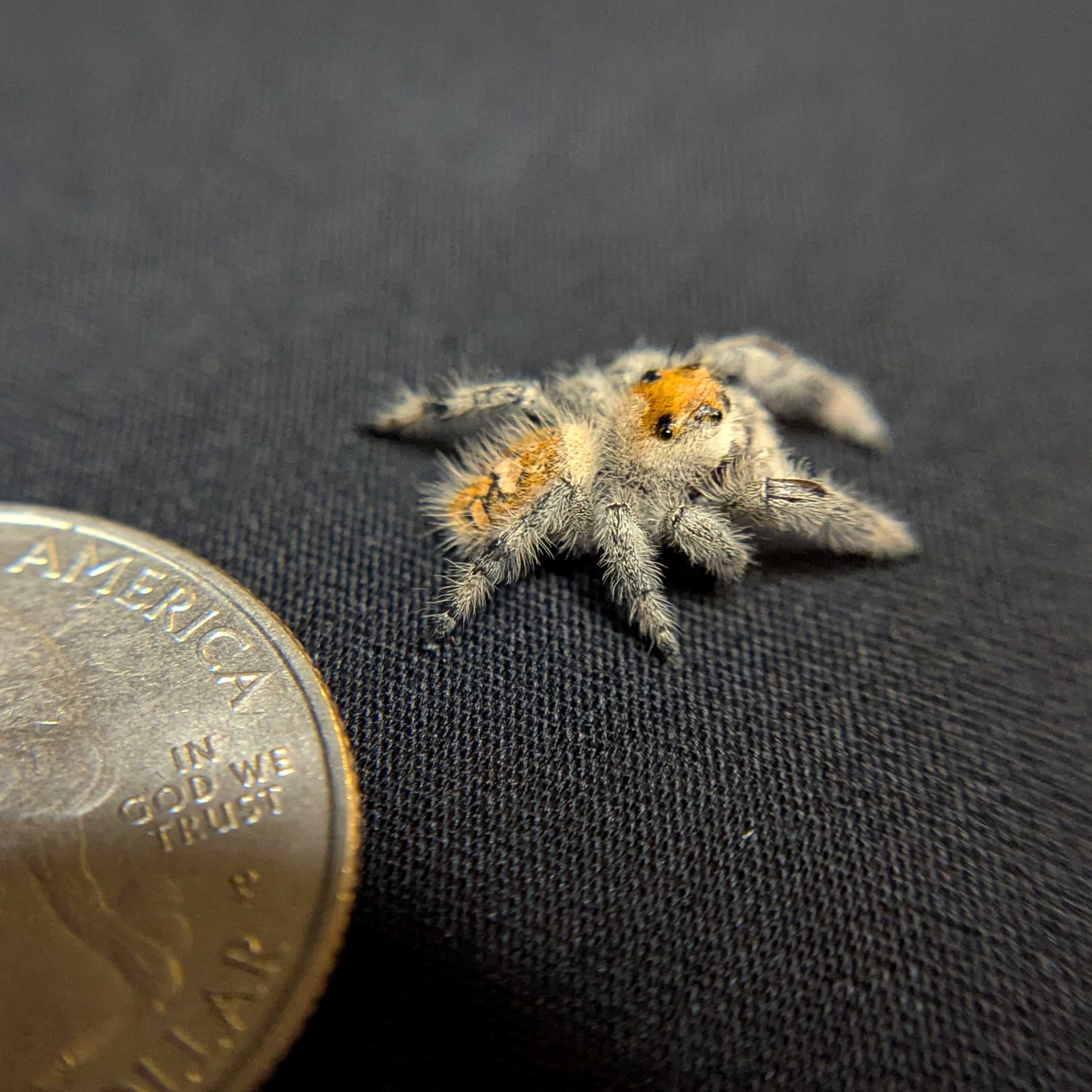 Regal Jumping Spider "Hippy"