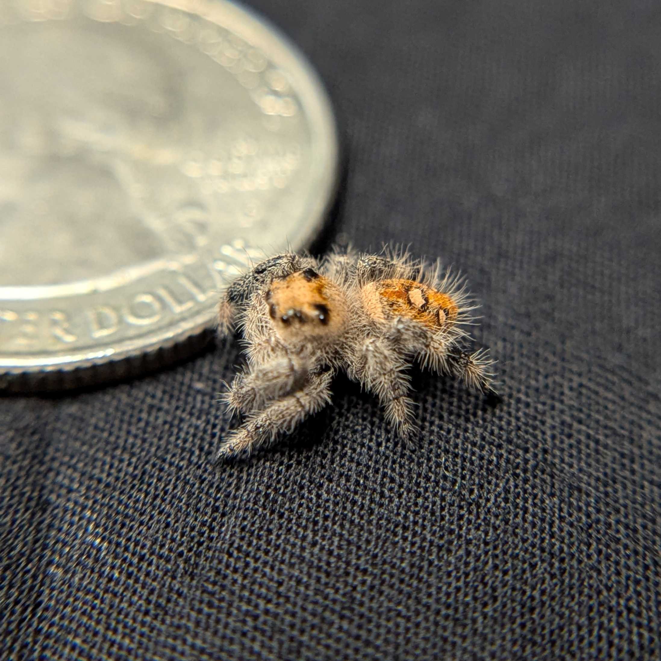 Regal Jumping Spider "Halo"