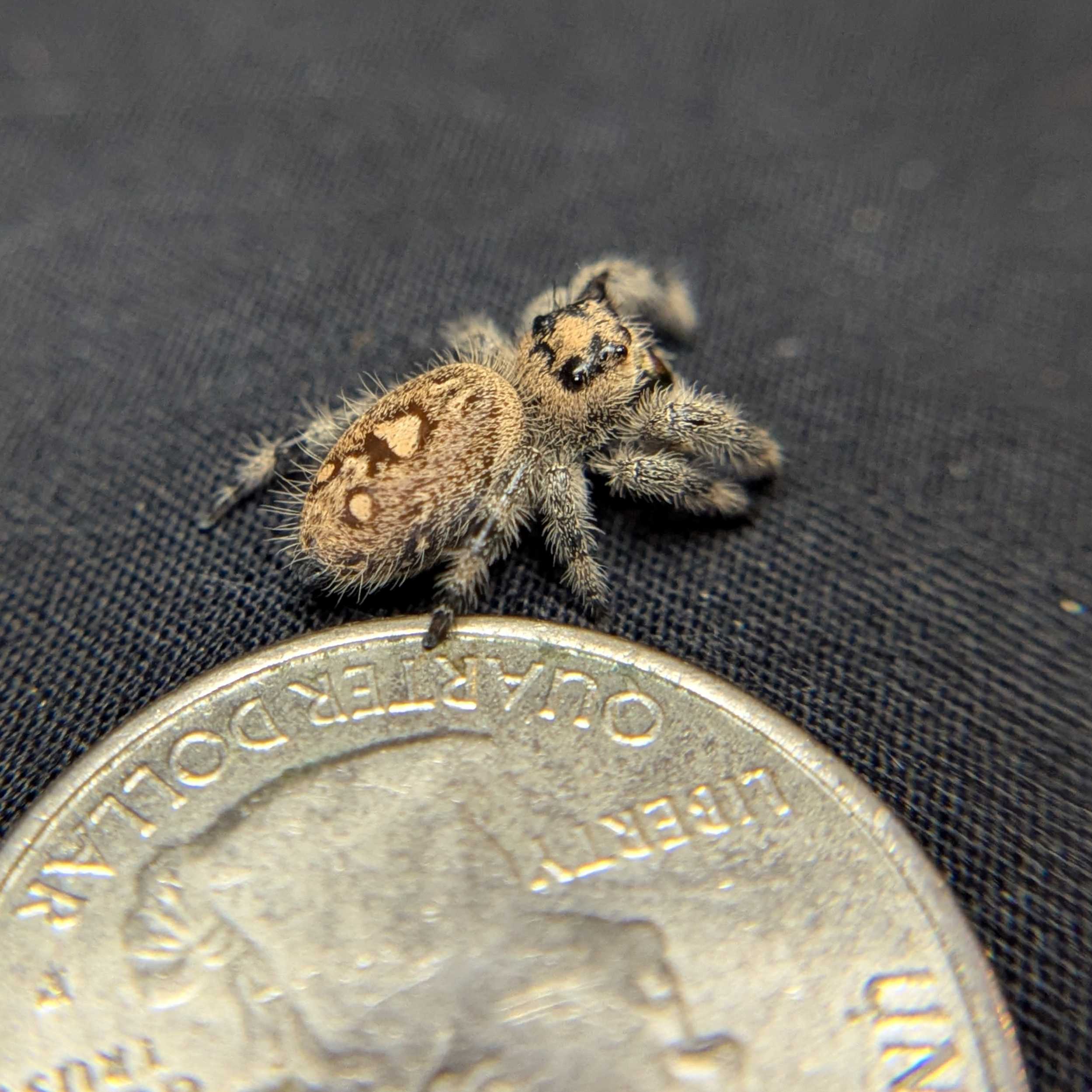 Regal Jumping Spider “Mimosa”