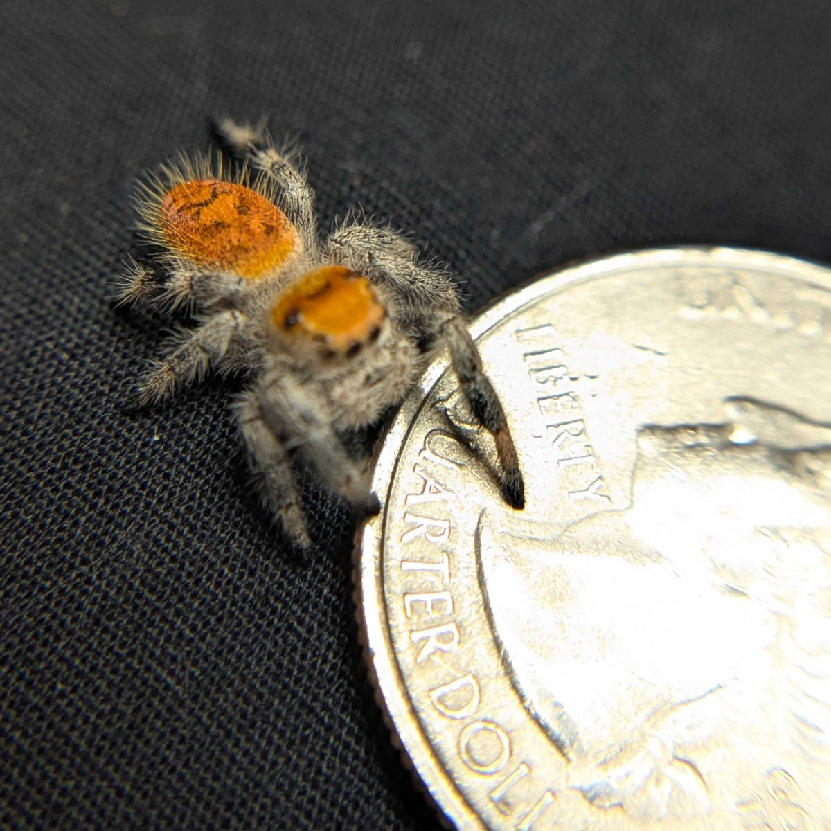 Regal Jumping Spider “Fern Spice”