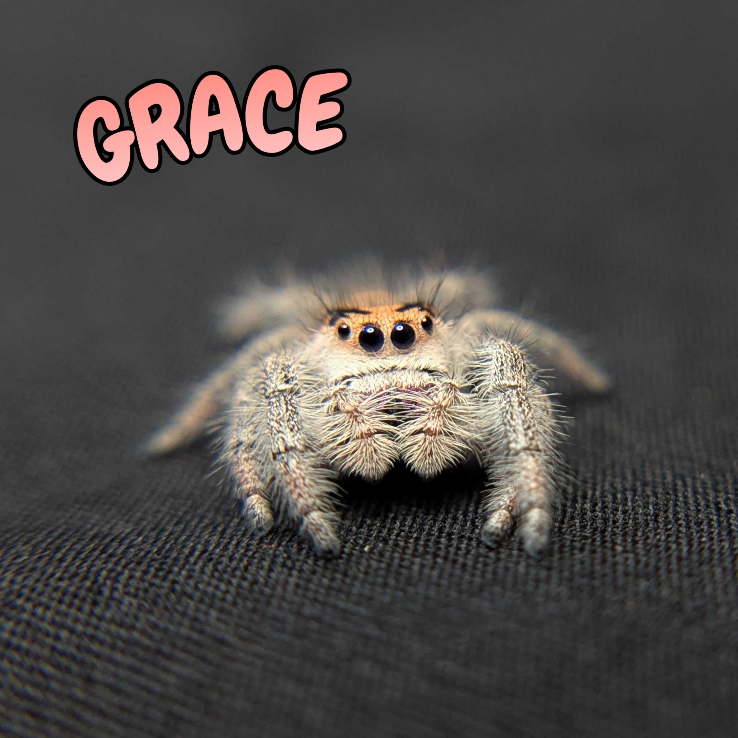 Regal Jumping Spider "Grace"
