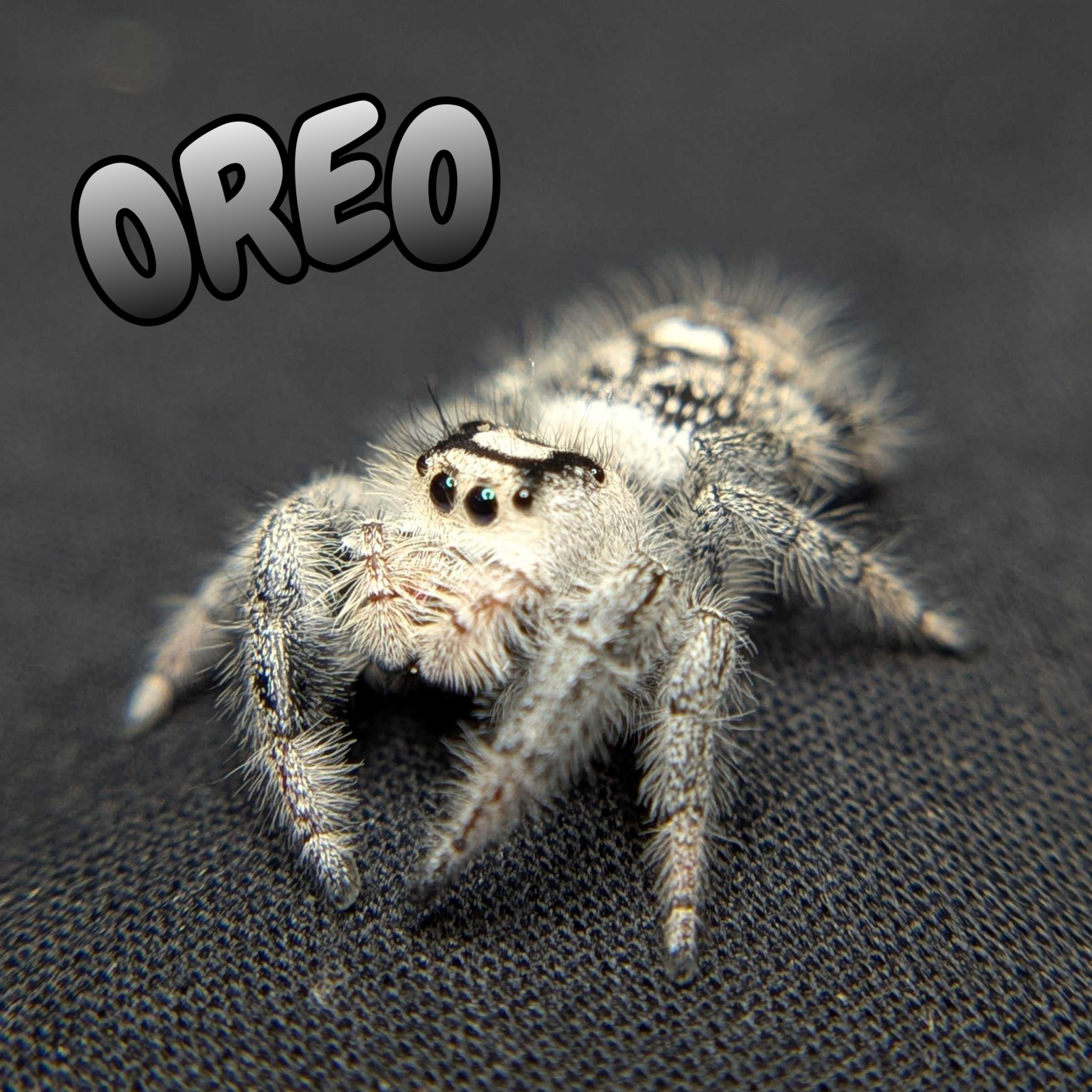 Regal Jumping Spider "Oreo"