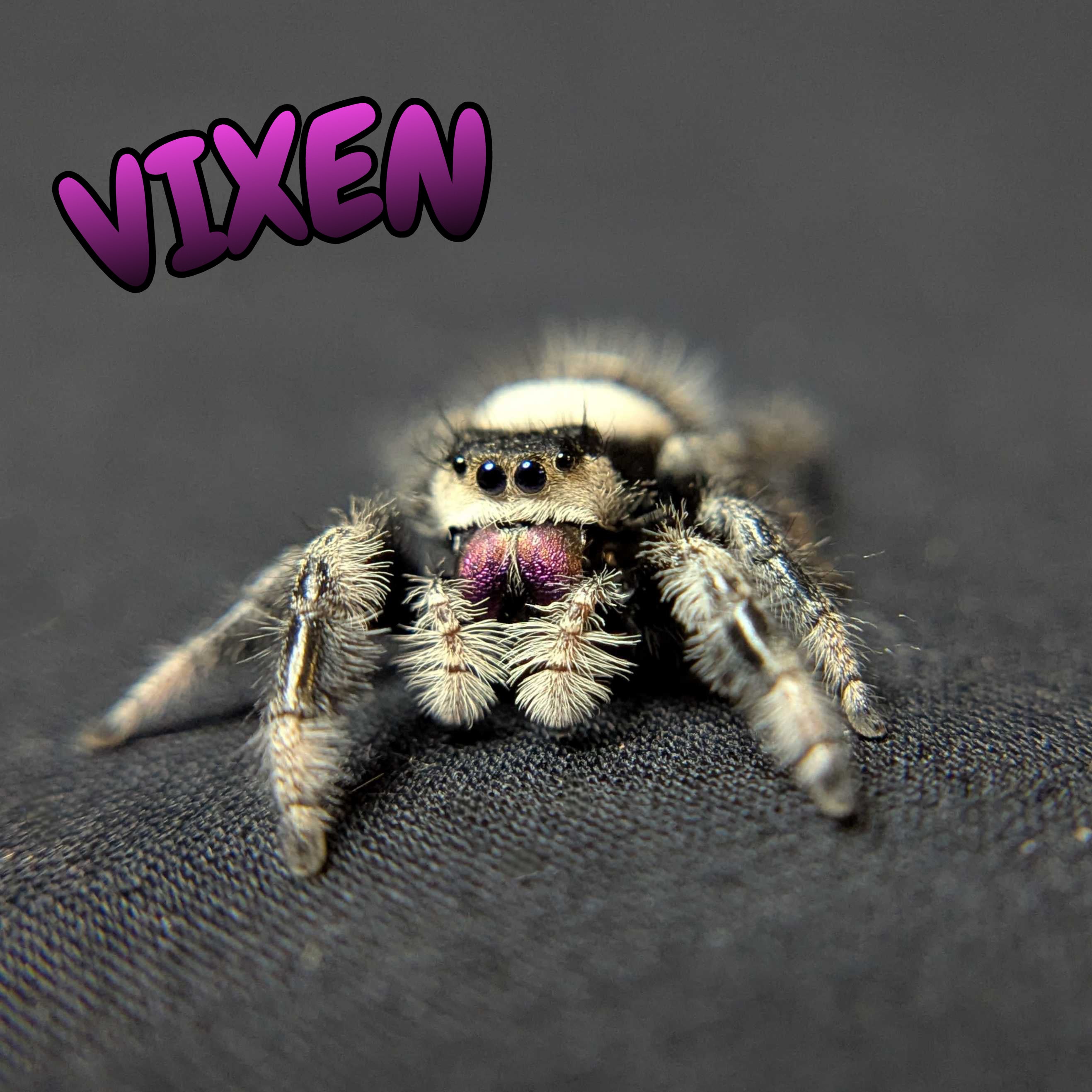 Regal Jumping Spider “Vixen”