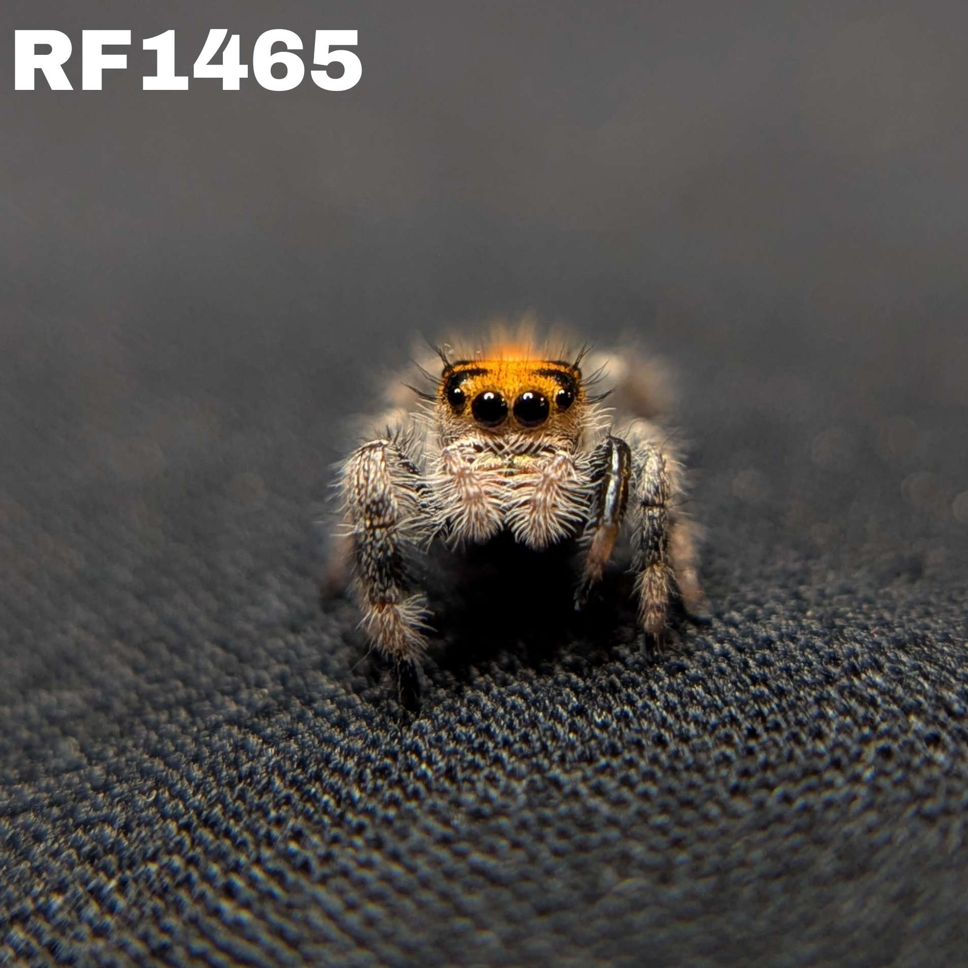 Regal Jumping Spider “Solstice”