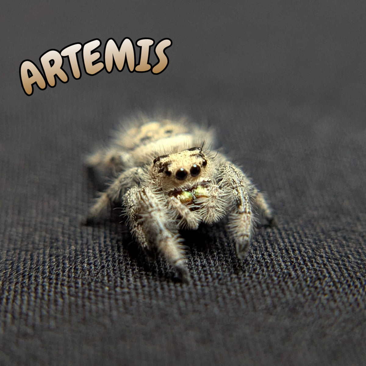 Regal Jumping Spider "Artemis"