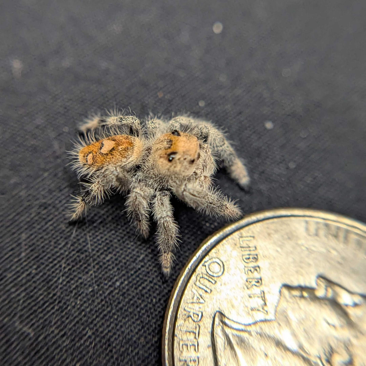 Regal Jumping Spider "Sunset"