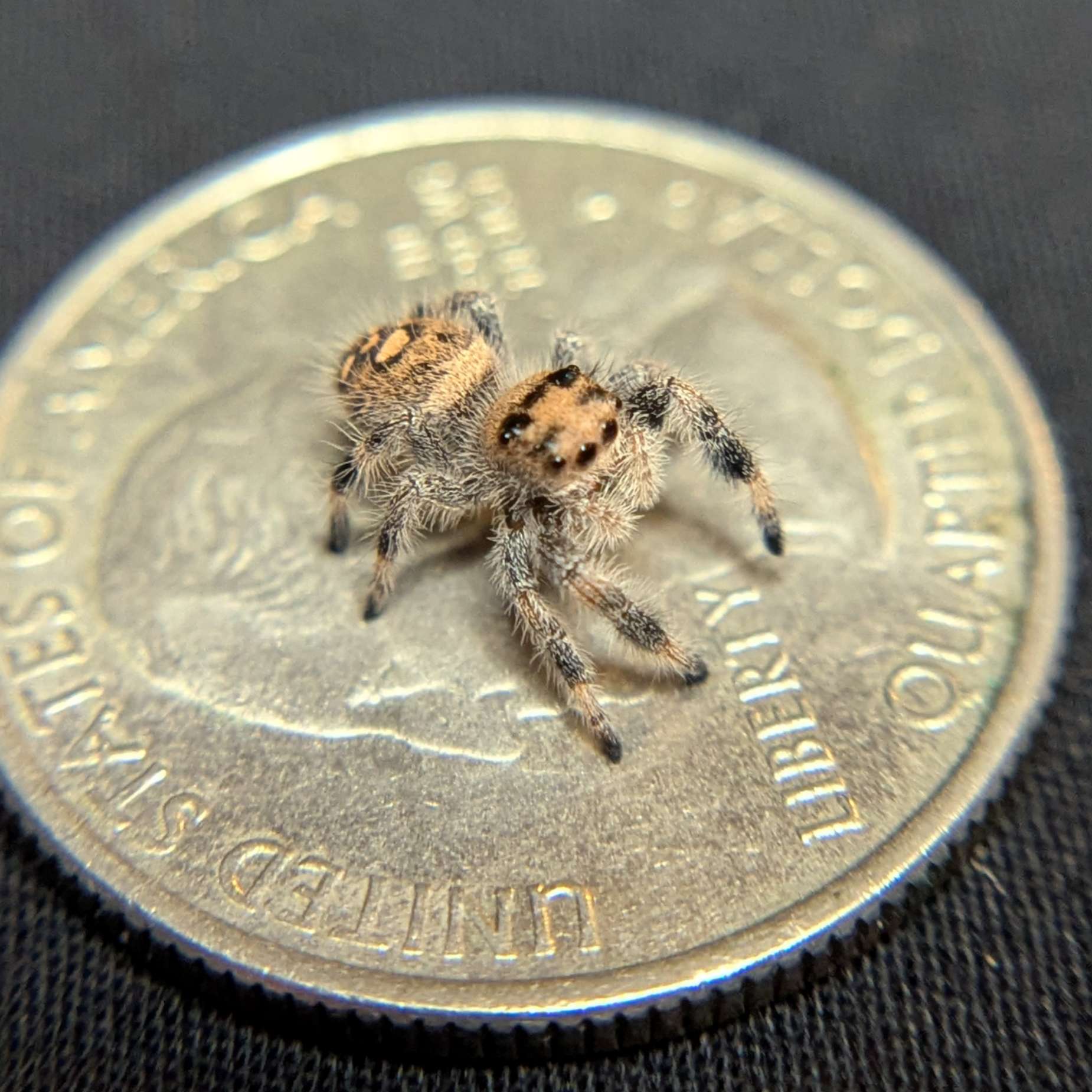 Regal Jumping Spider "Cornbread"