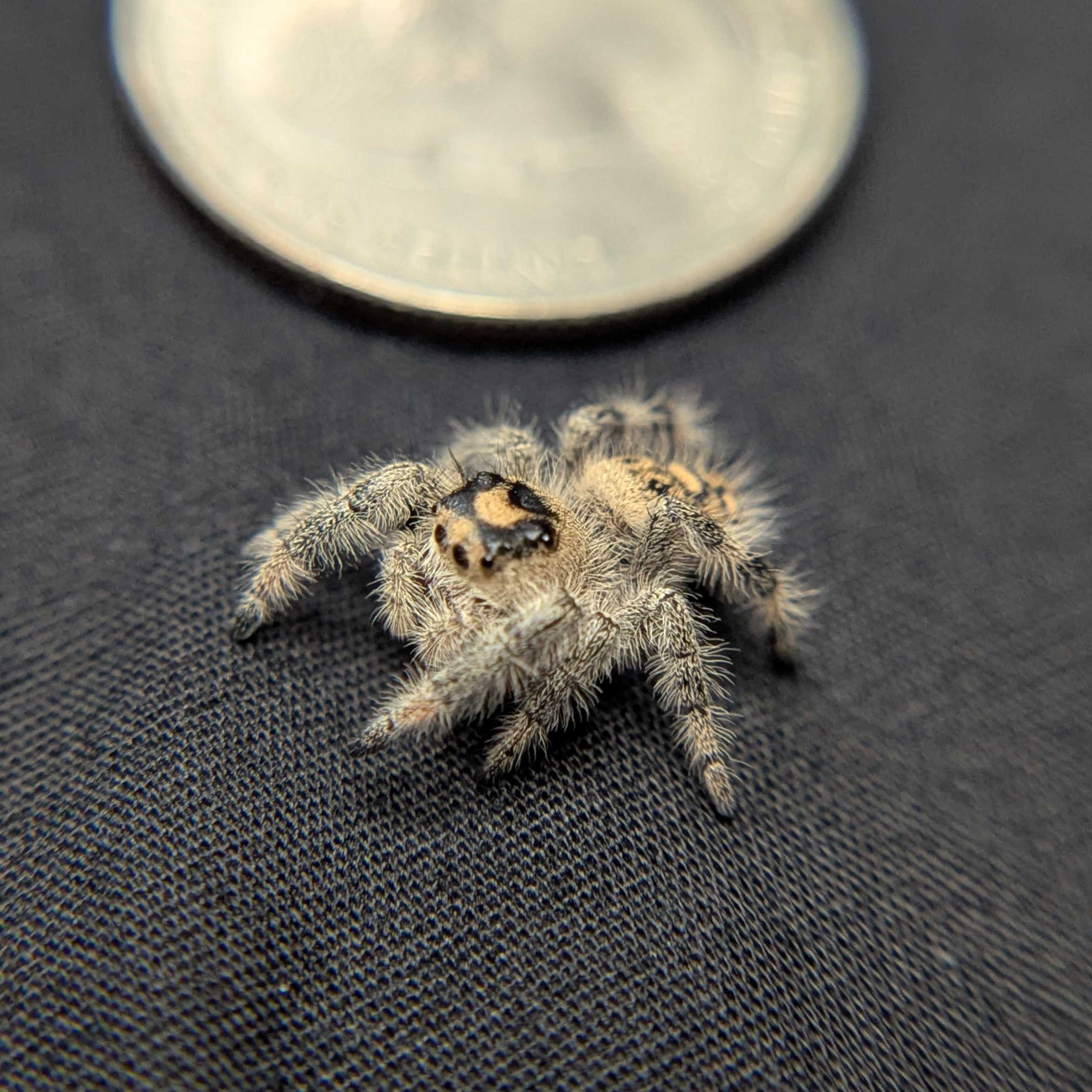 Regal Jumping Spider "Fantasy"