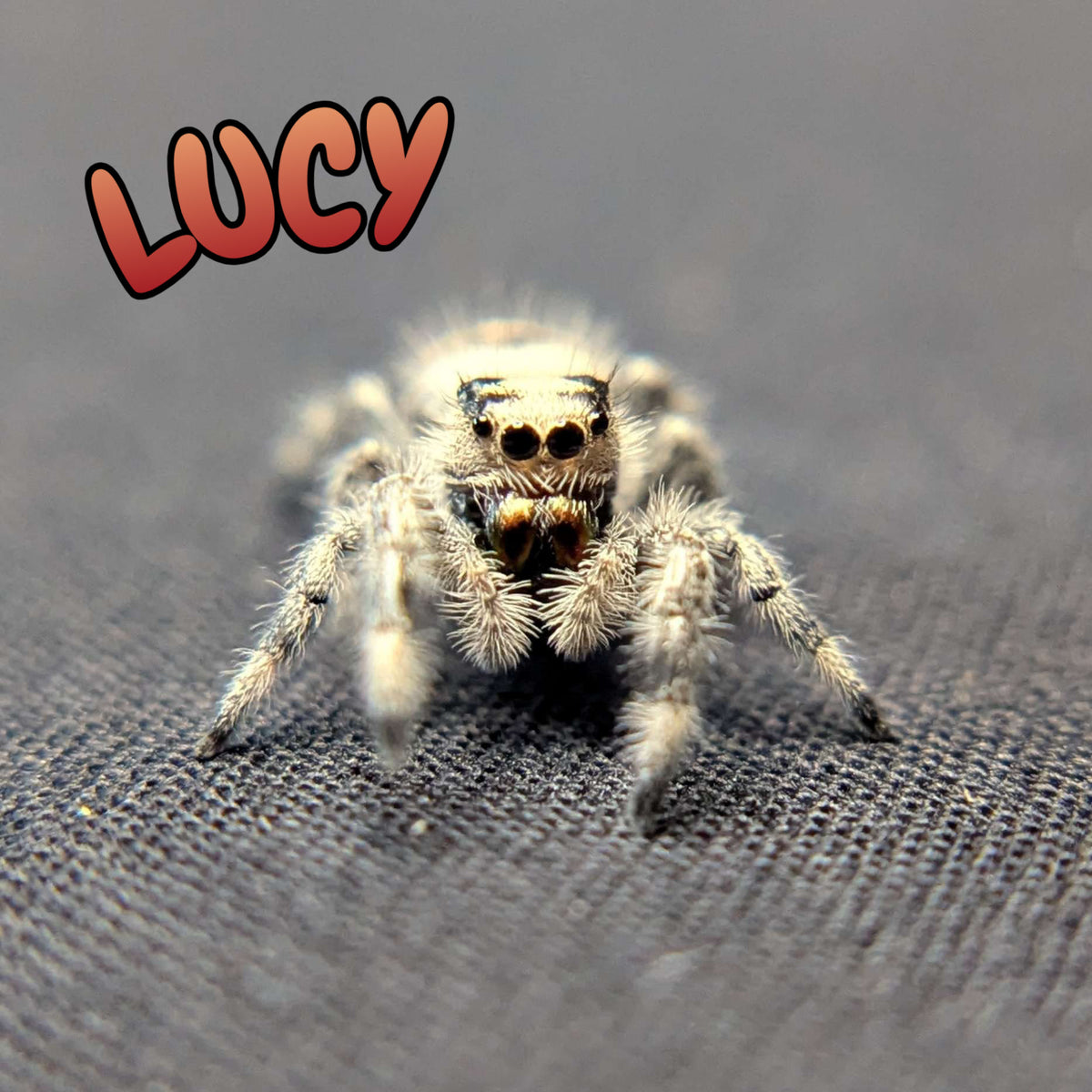 Regal Jumping Spider "Lucy”