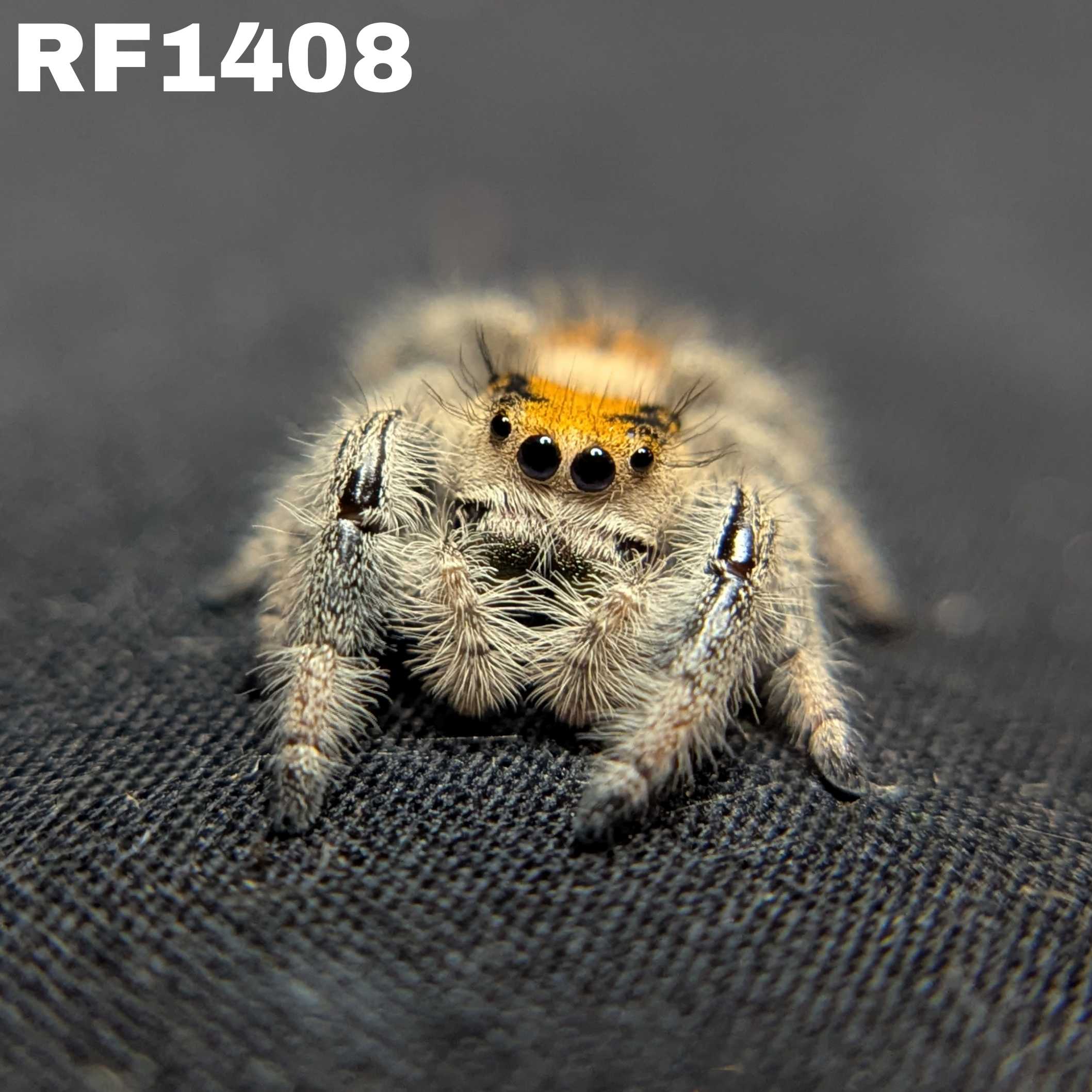 Regal Jumping Spider "Sizzle"