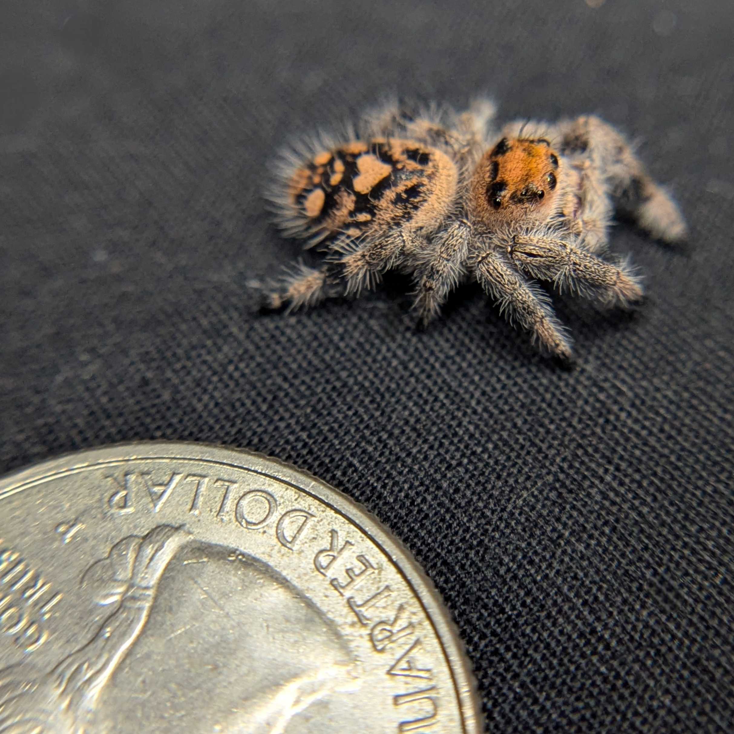 Regal Jumping Spider "Cupid"