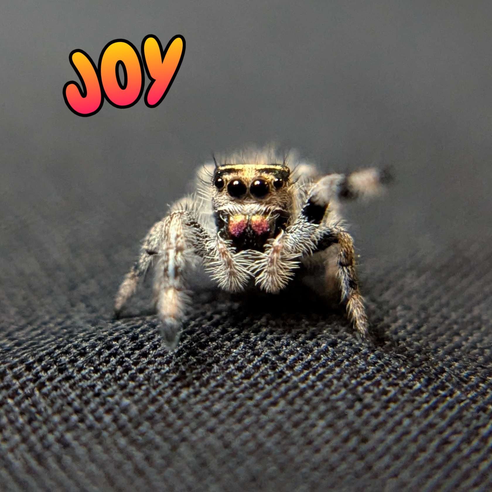 Regal Jumping Spider "Joy"