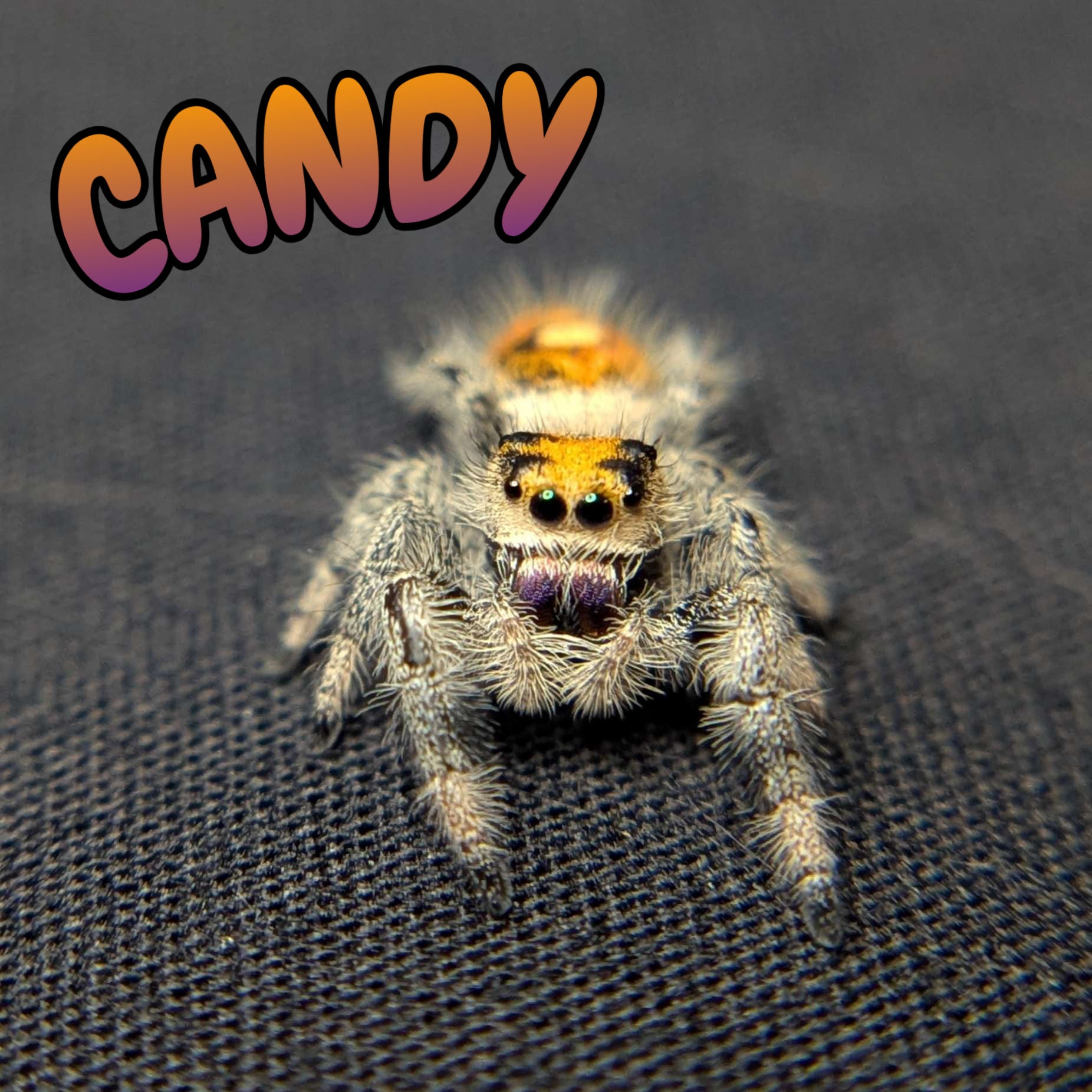 Regal Jumping Spider "Candy"
