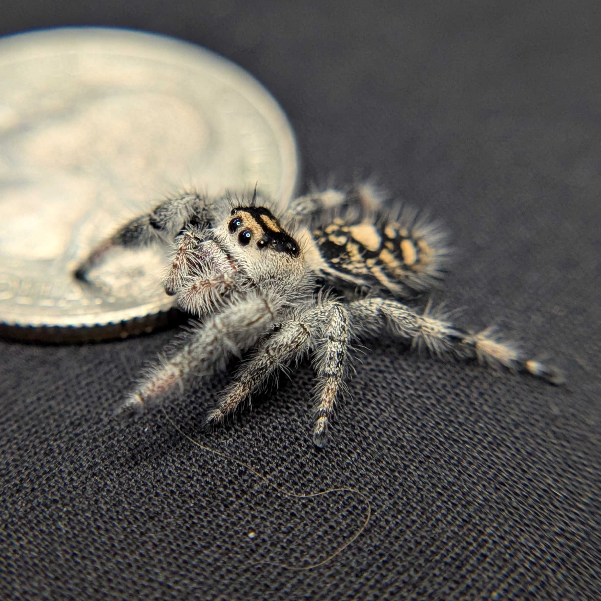 Regal Jumping Spider “Charm”