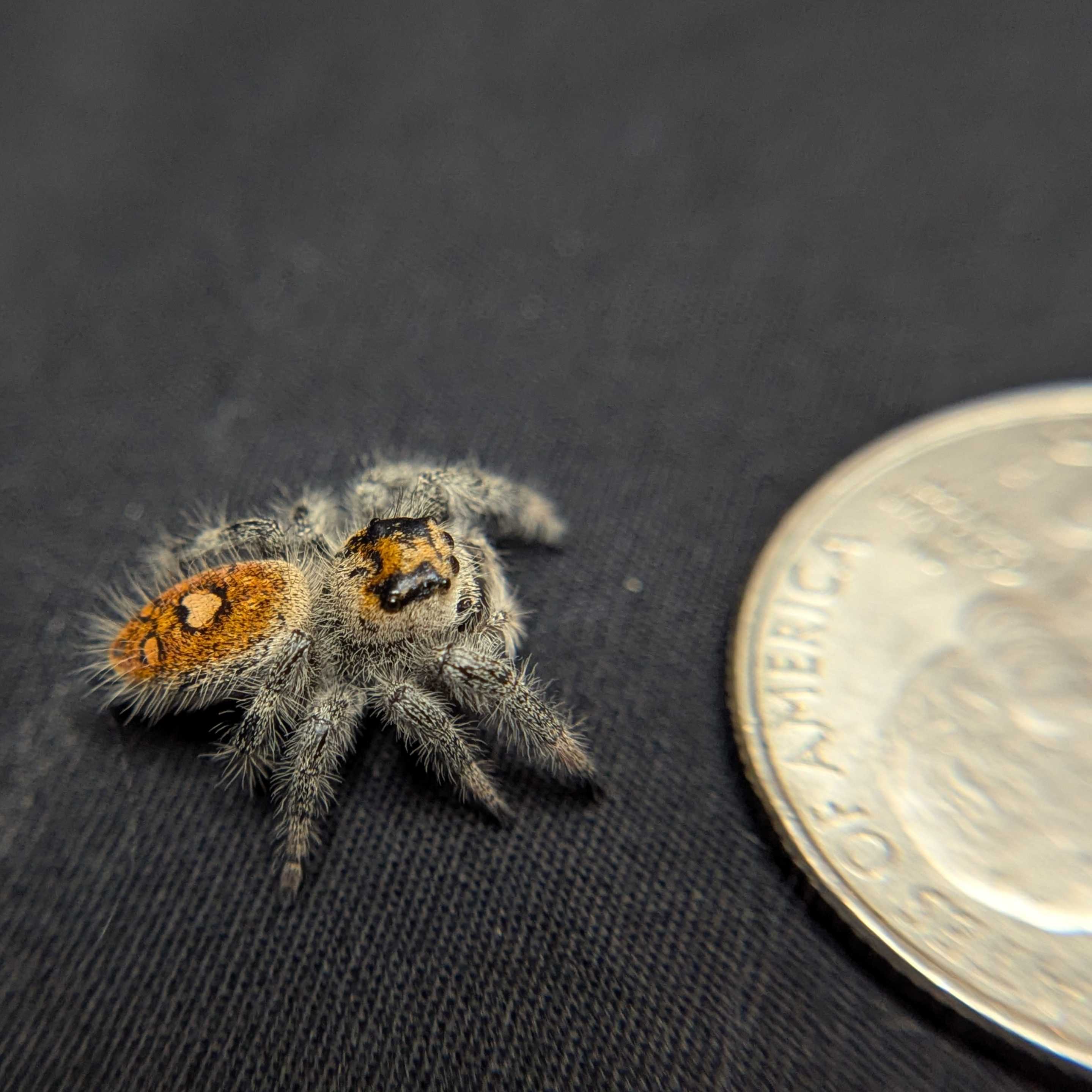 Regal Jumping Spider "Jupiter"