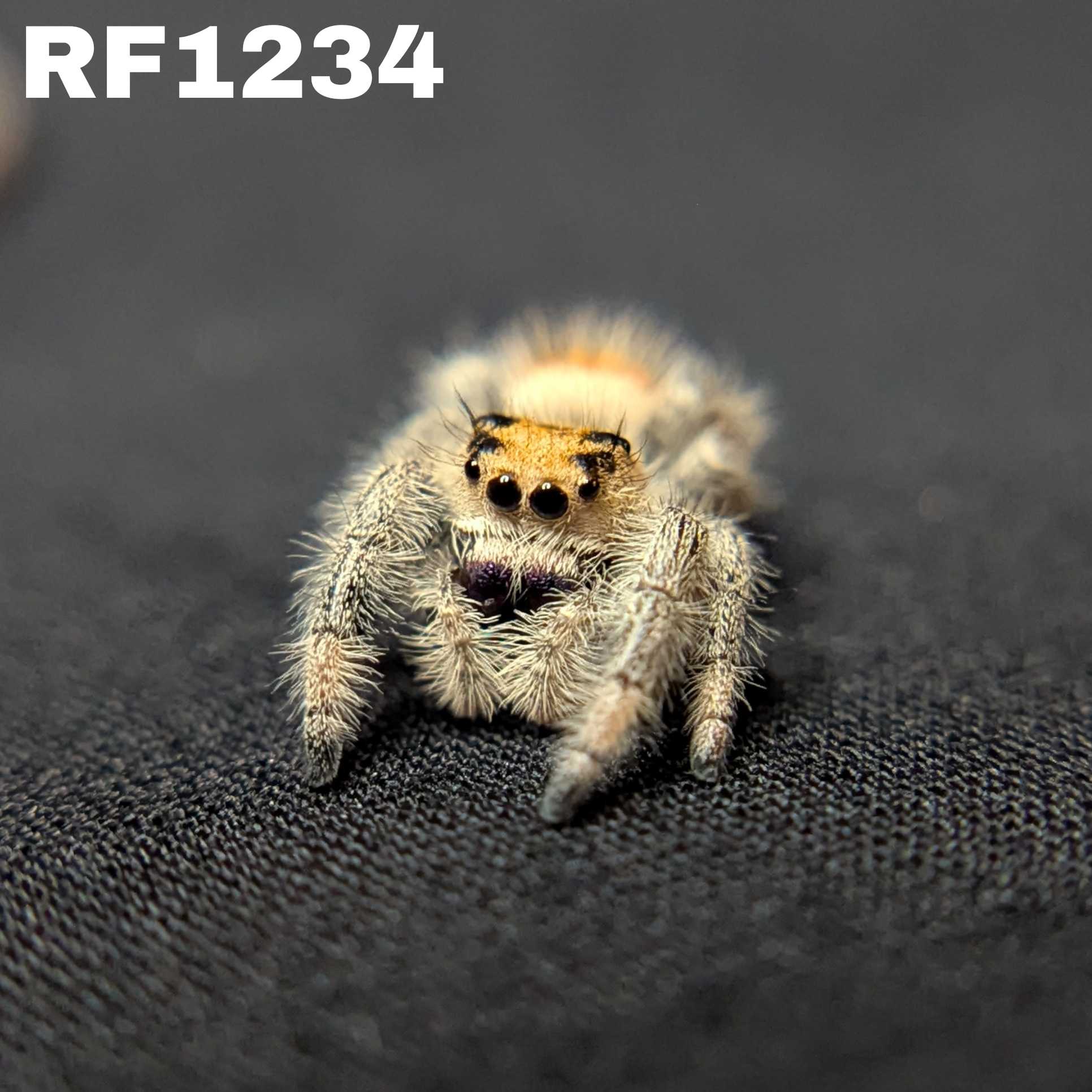 Regal Jumping Spider "Venom"