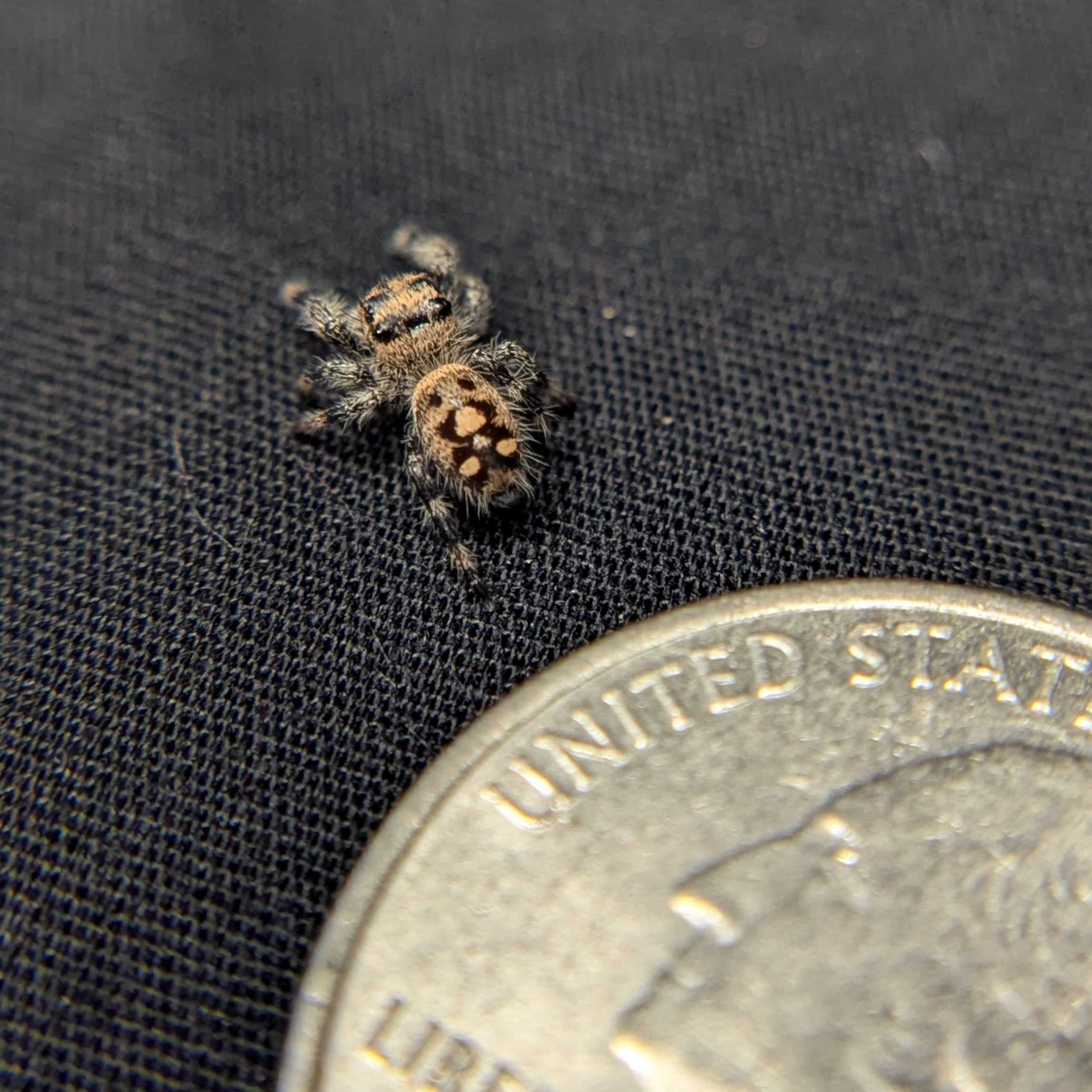 Regal Jumping Spider "Pastry"