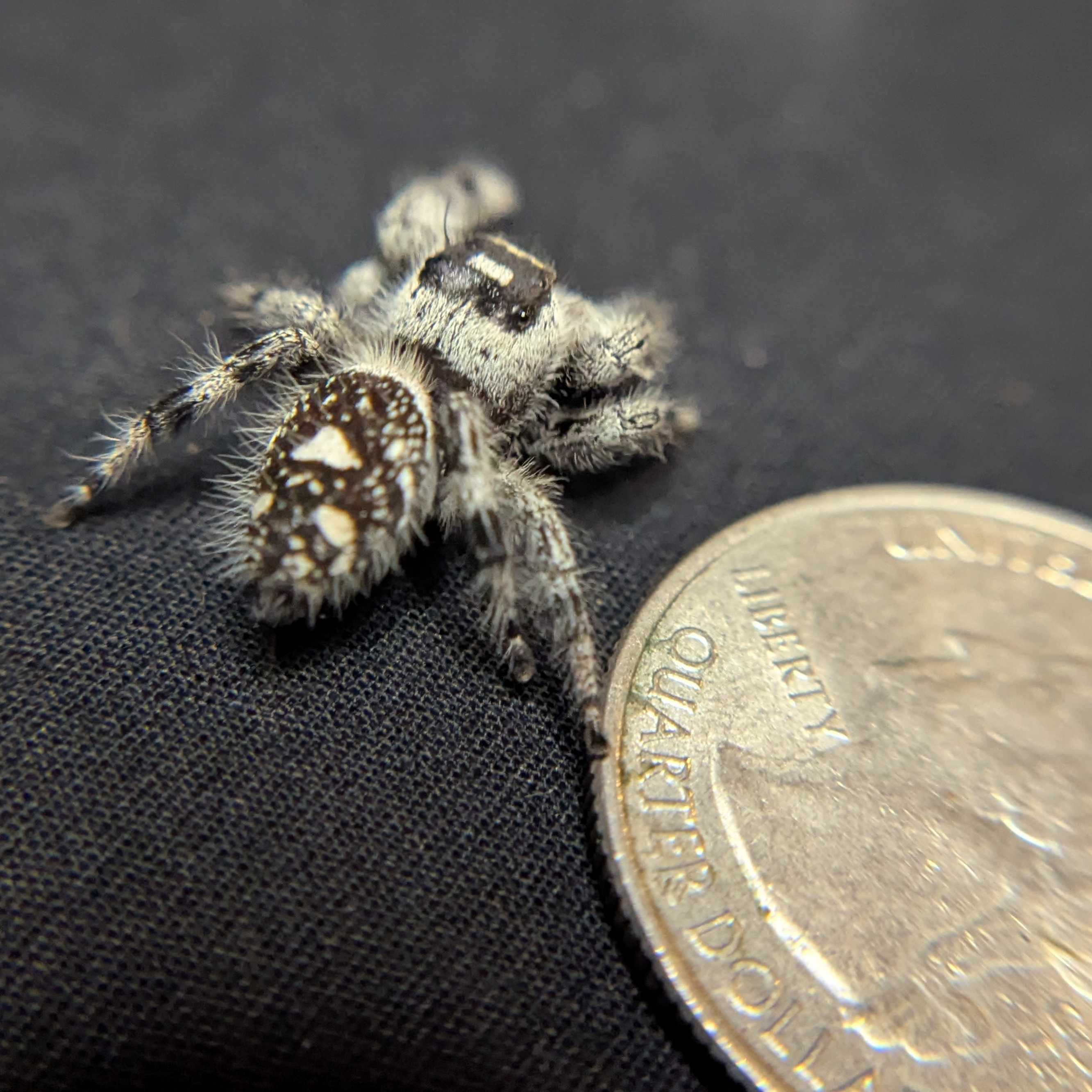 Regal Jumping Spider "Oreo"