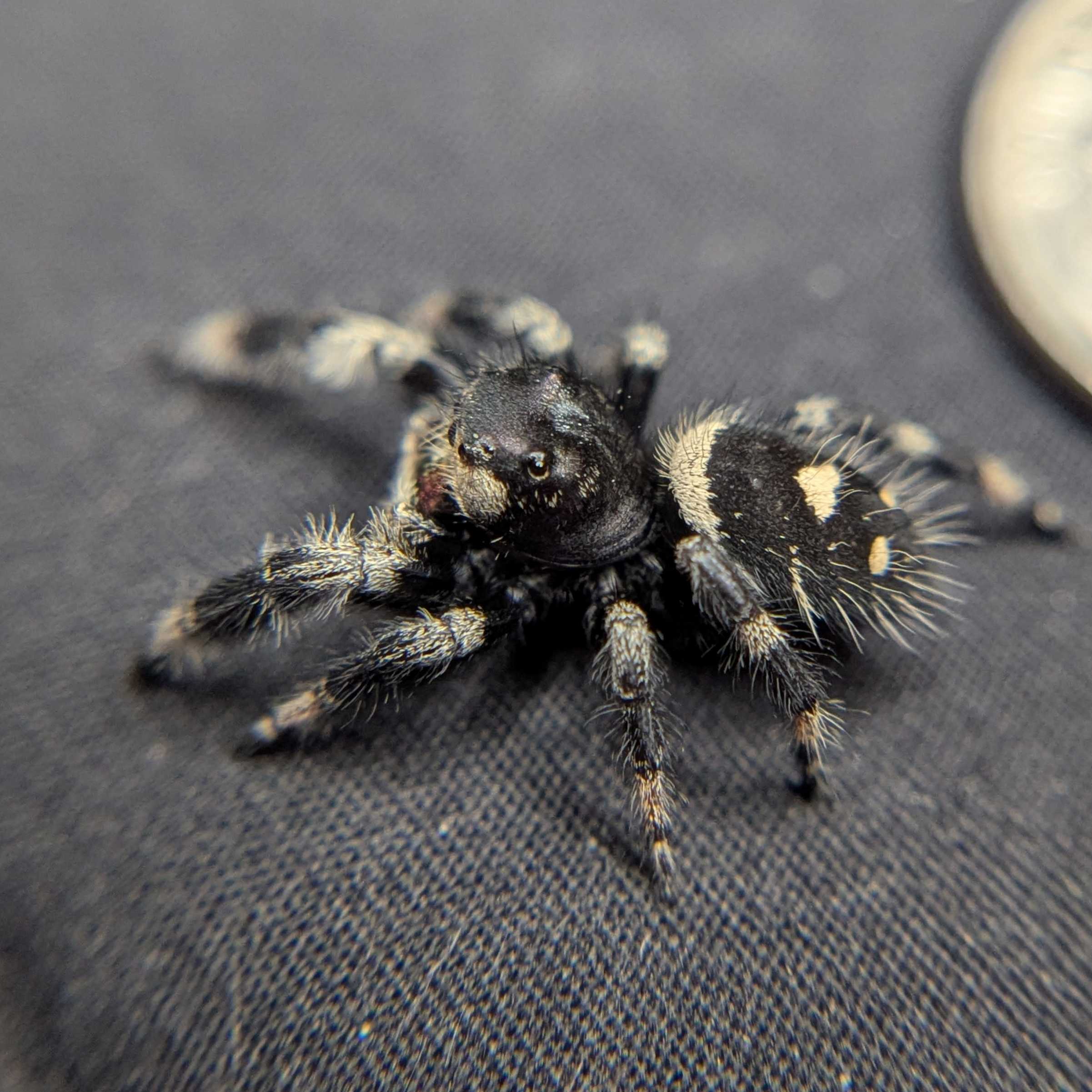 Regal Jumping Spider "Sweet"