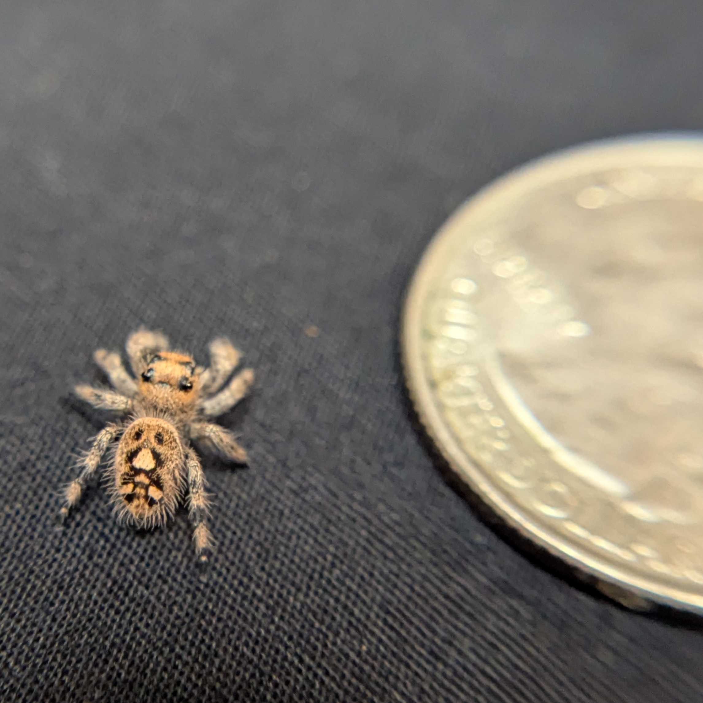 Regal Jumping Spider "Angel"