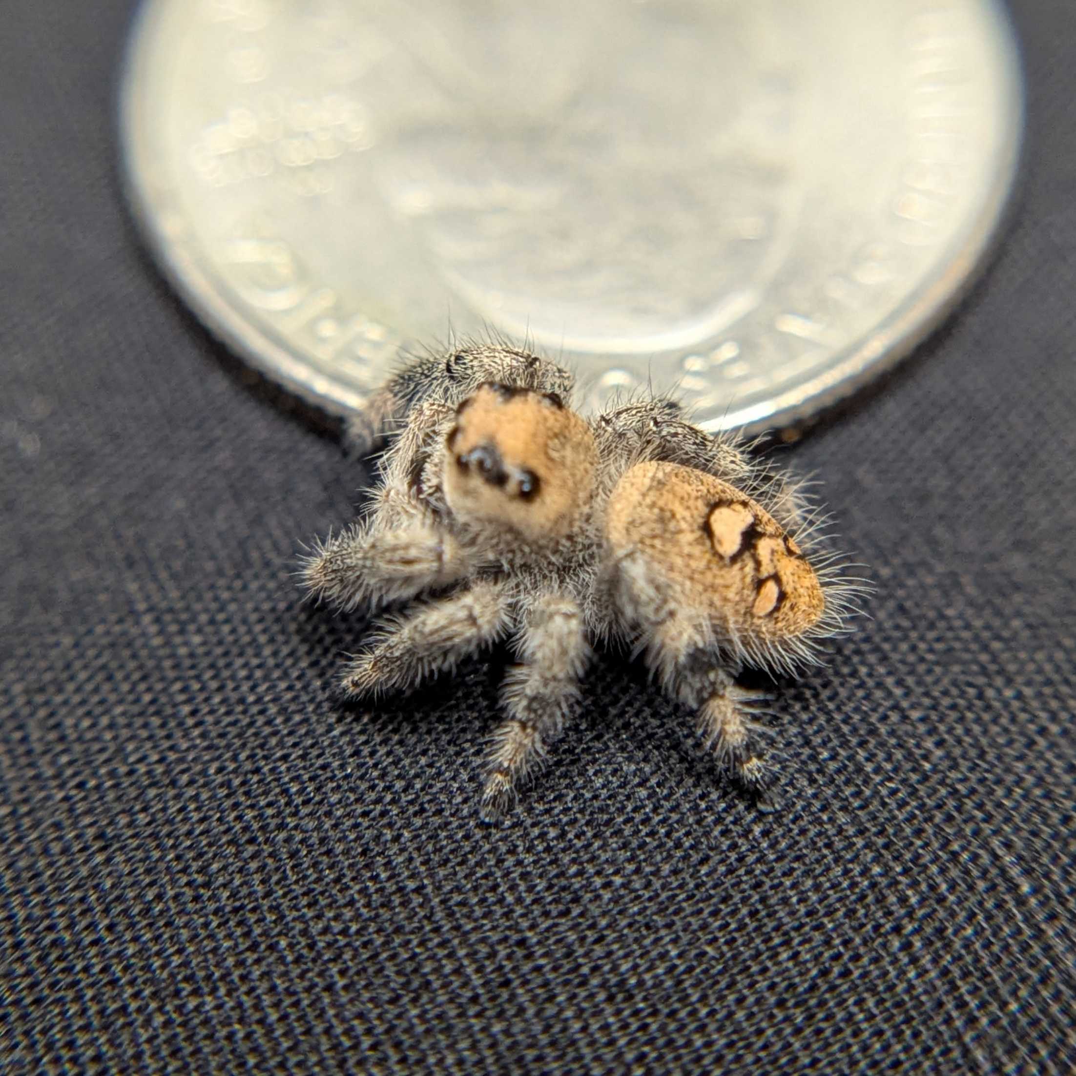 Regal Jumping Spider "Egg"