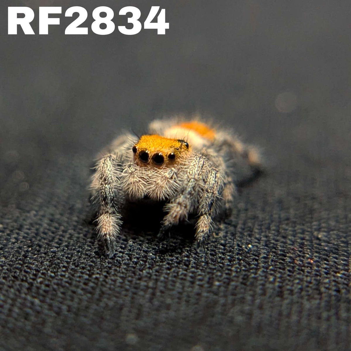 Regal Jumping Spider “Petal”