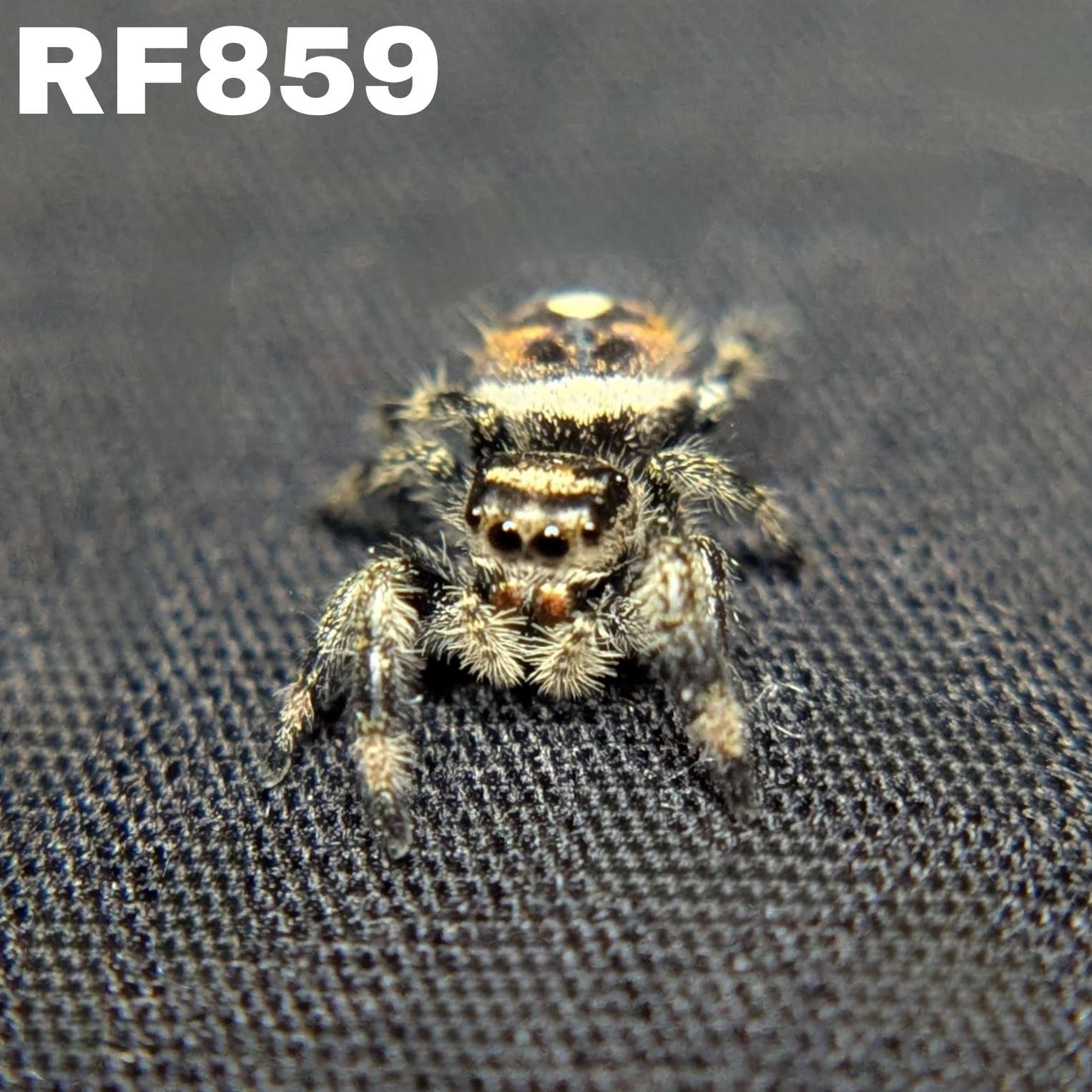 Regal Jumping Spider “Pebble”