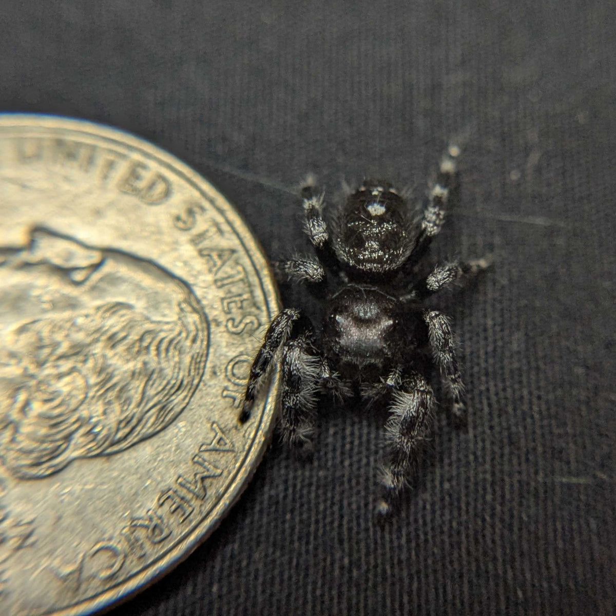Audax Jumping Spider "Charcoal"
