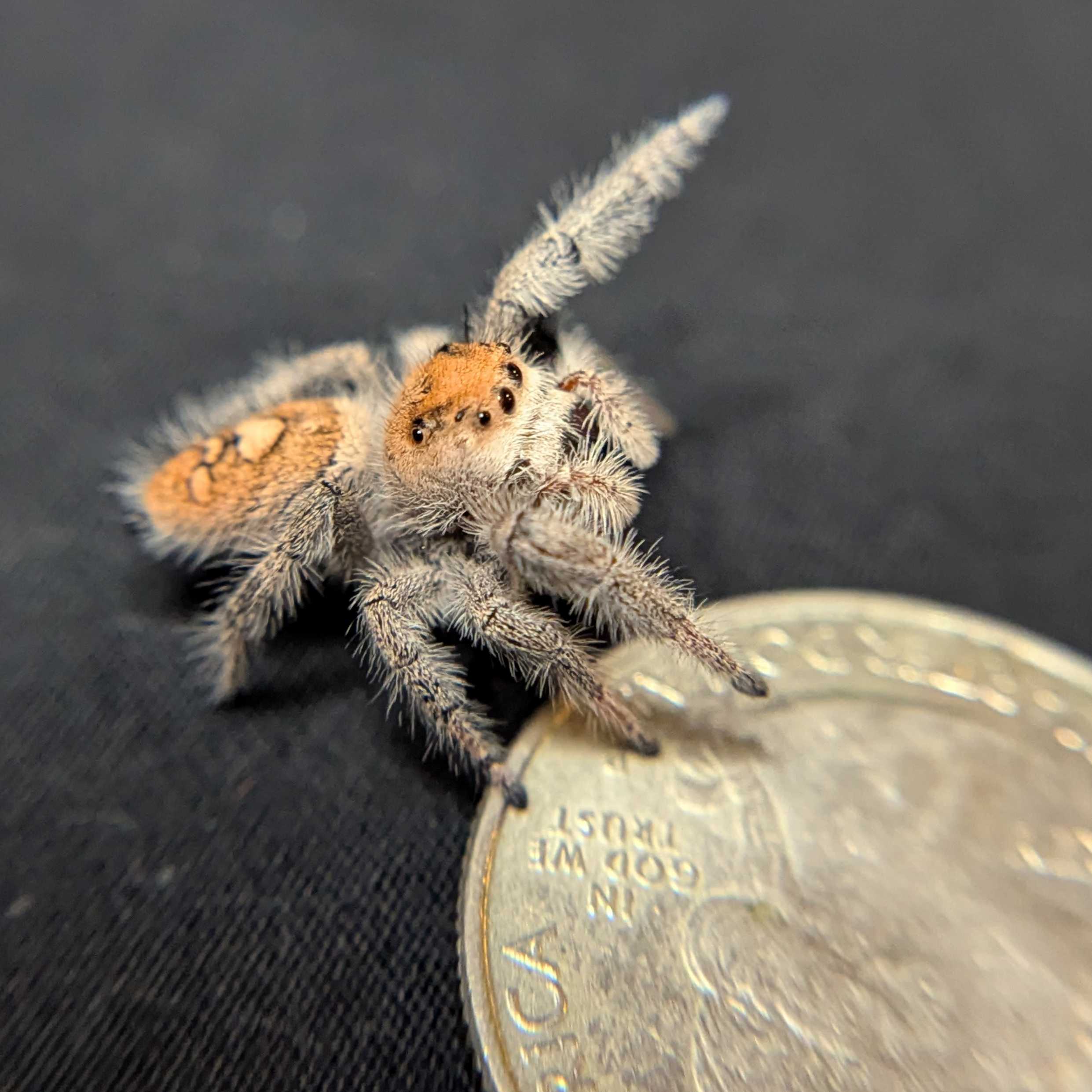Regal Jumping Spider "Paradise"