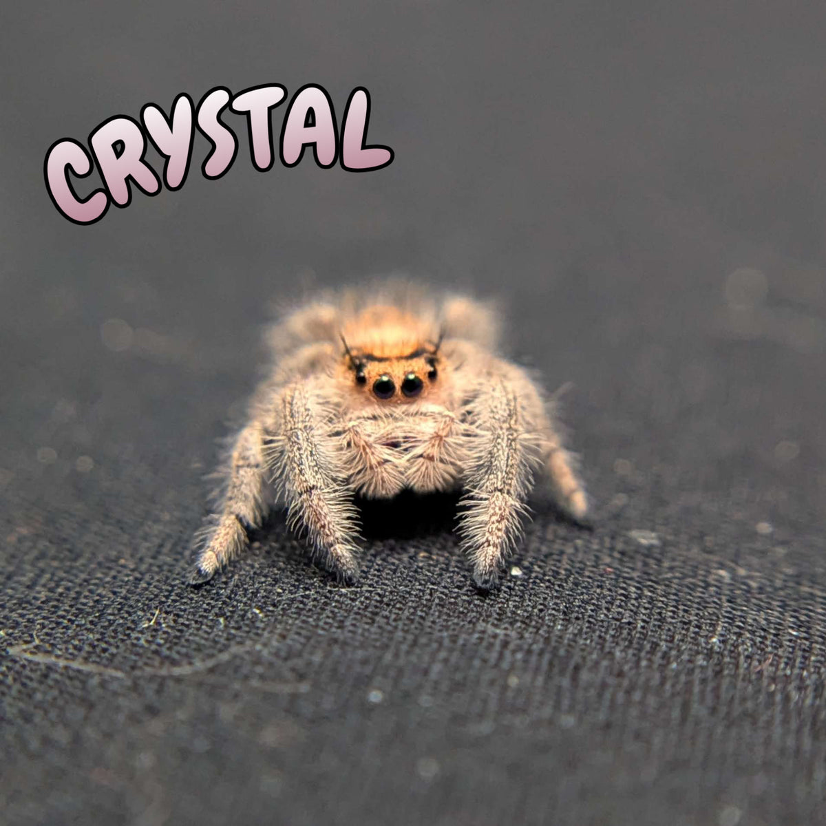 Regal Jumping Spider "Crystal”