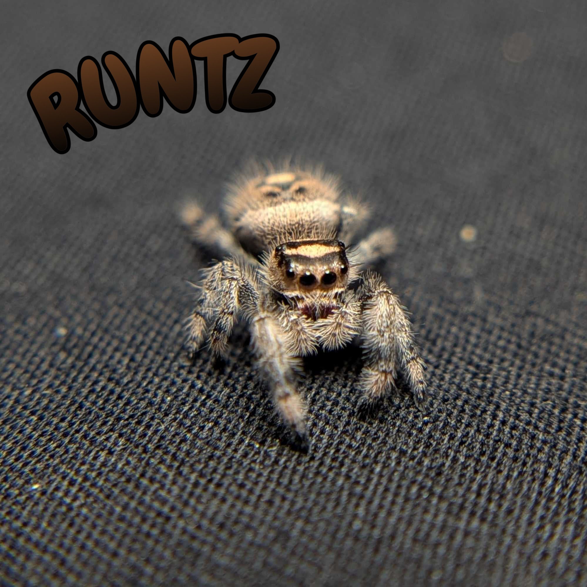 Female Regal Jumping Spider Runtz