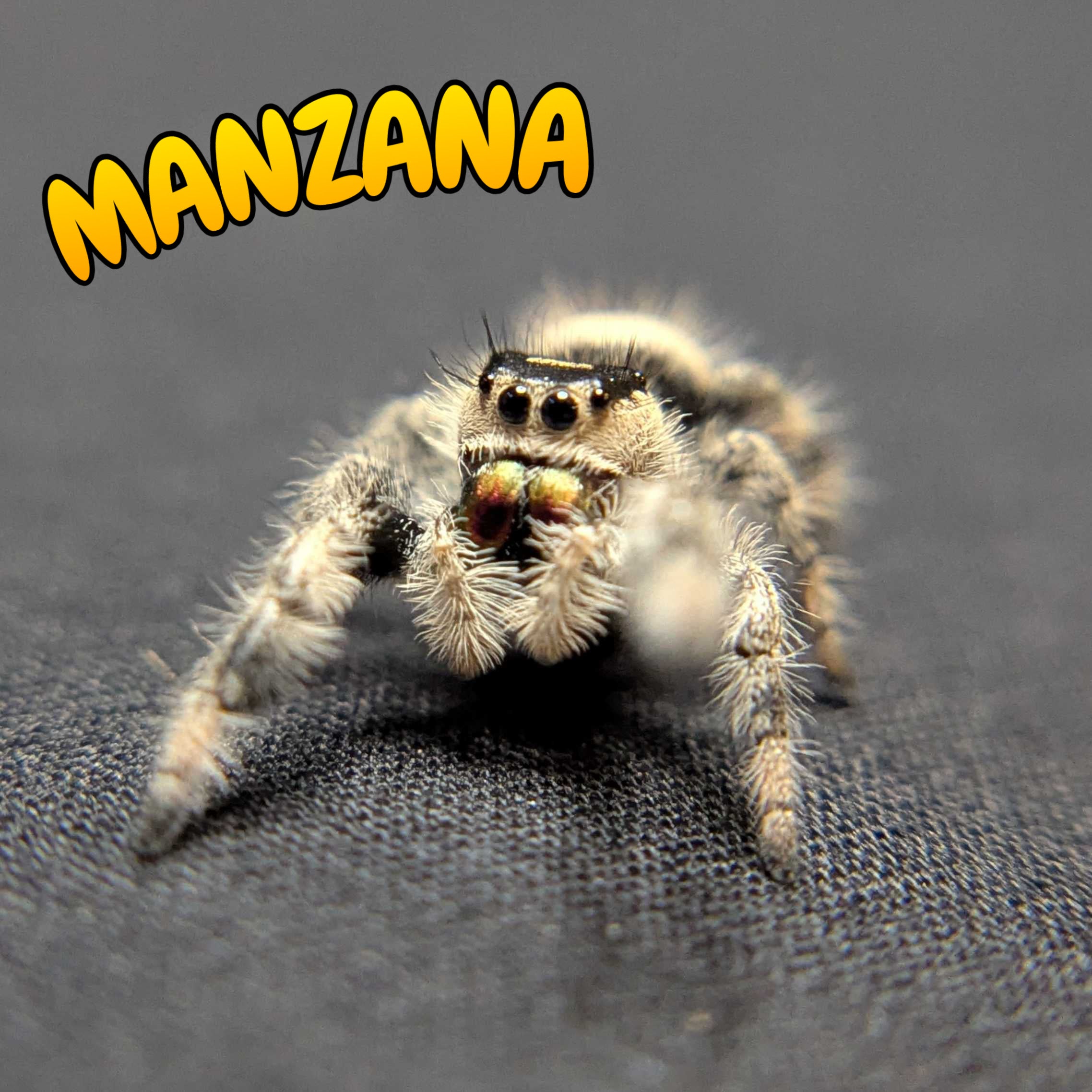 Regal Jumping Spider "Manzana"