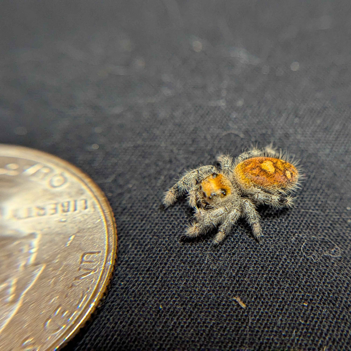 Regal Jumping Spider “Tater Tot”