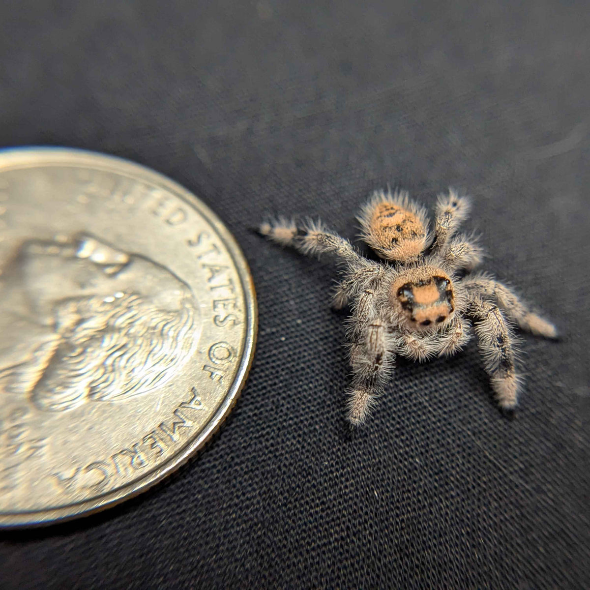 Regal Jumping Spider “Apricot Leaf”
