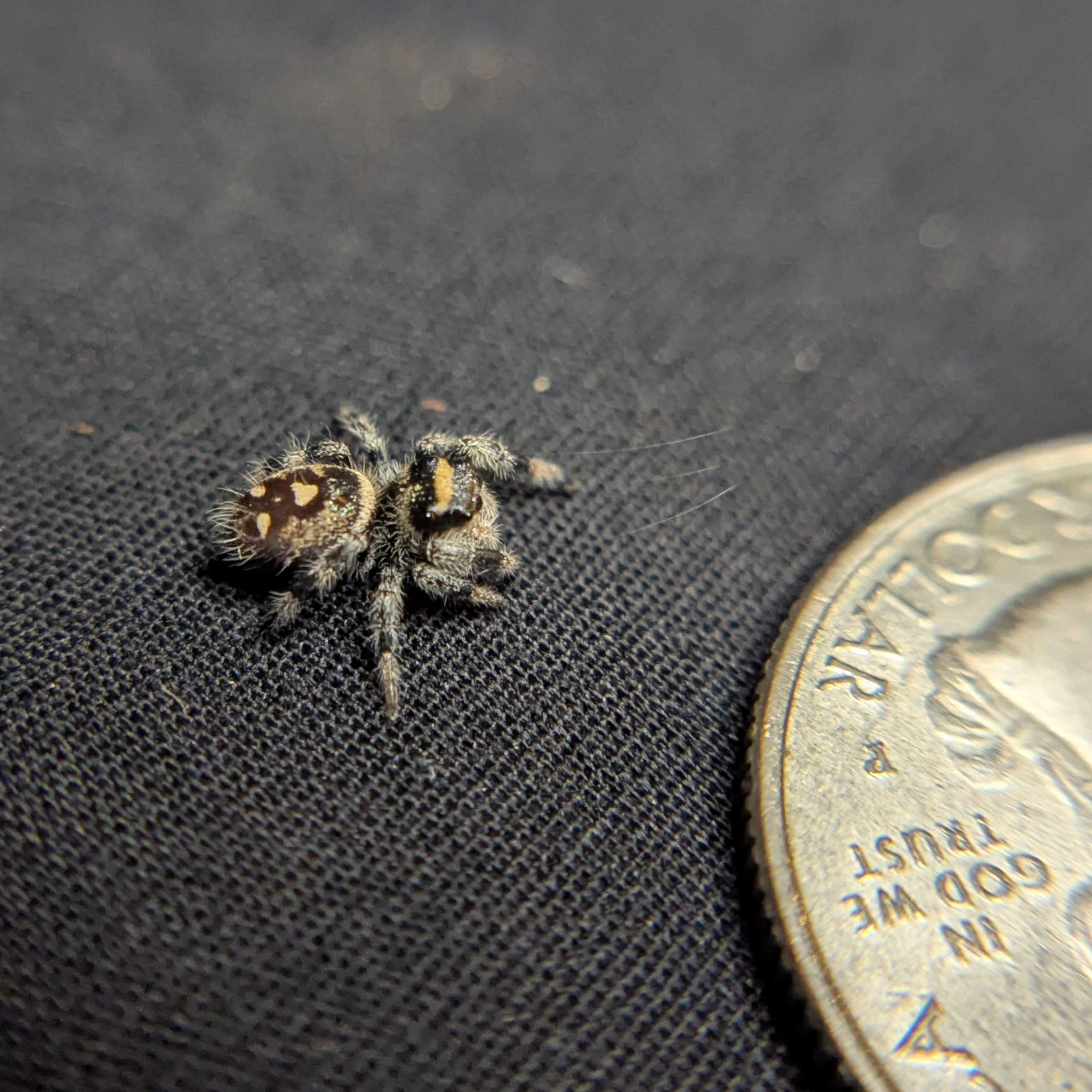 Regal Jumping Spider "Almond"