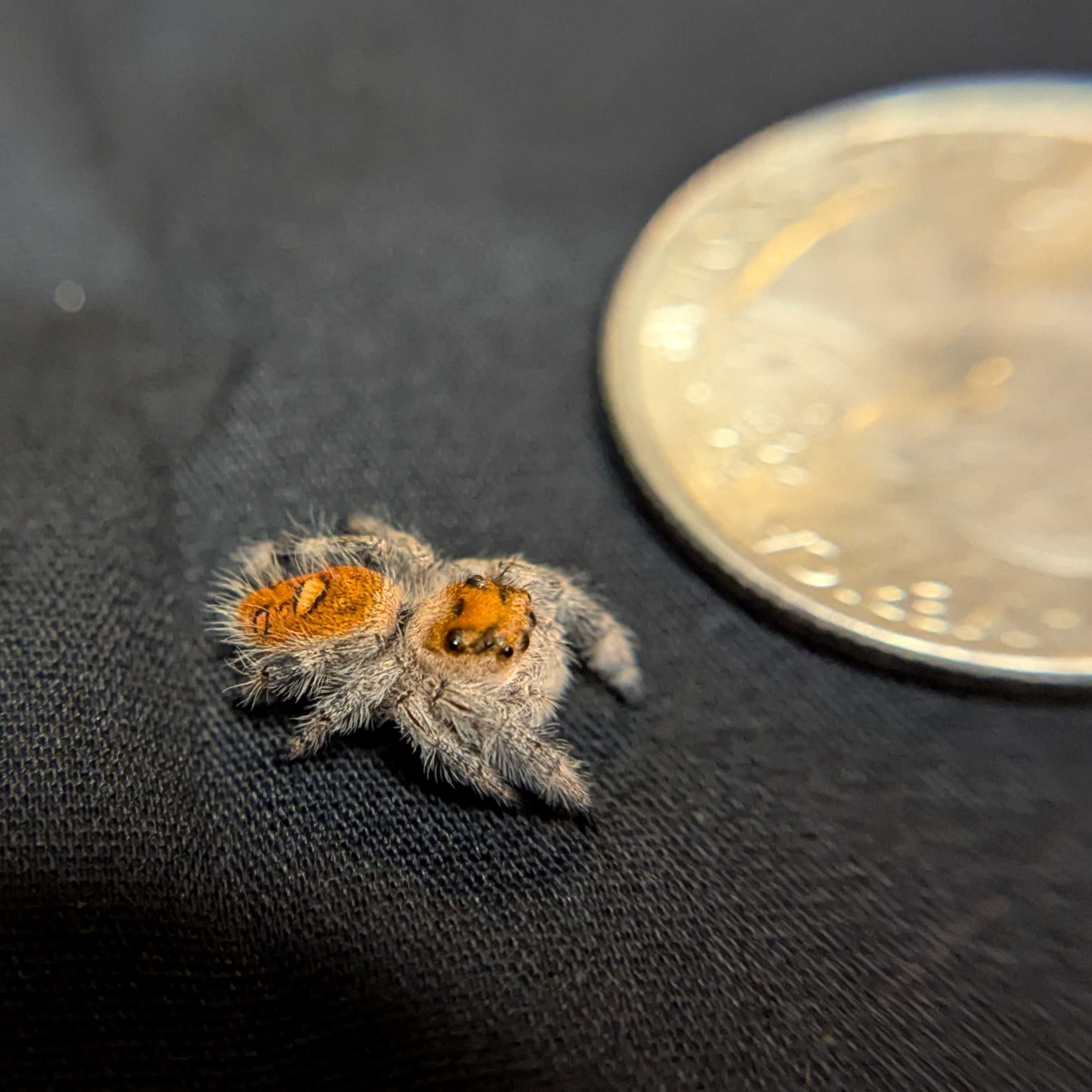 Regal Jumping Spider “Solara”