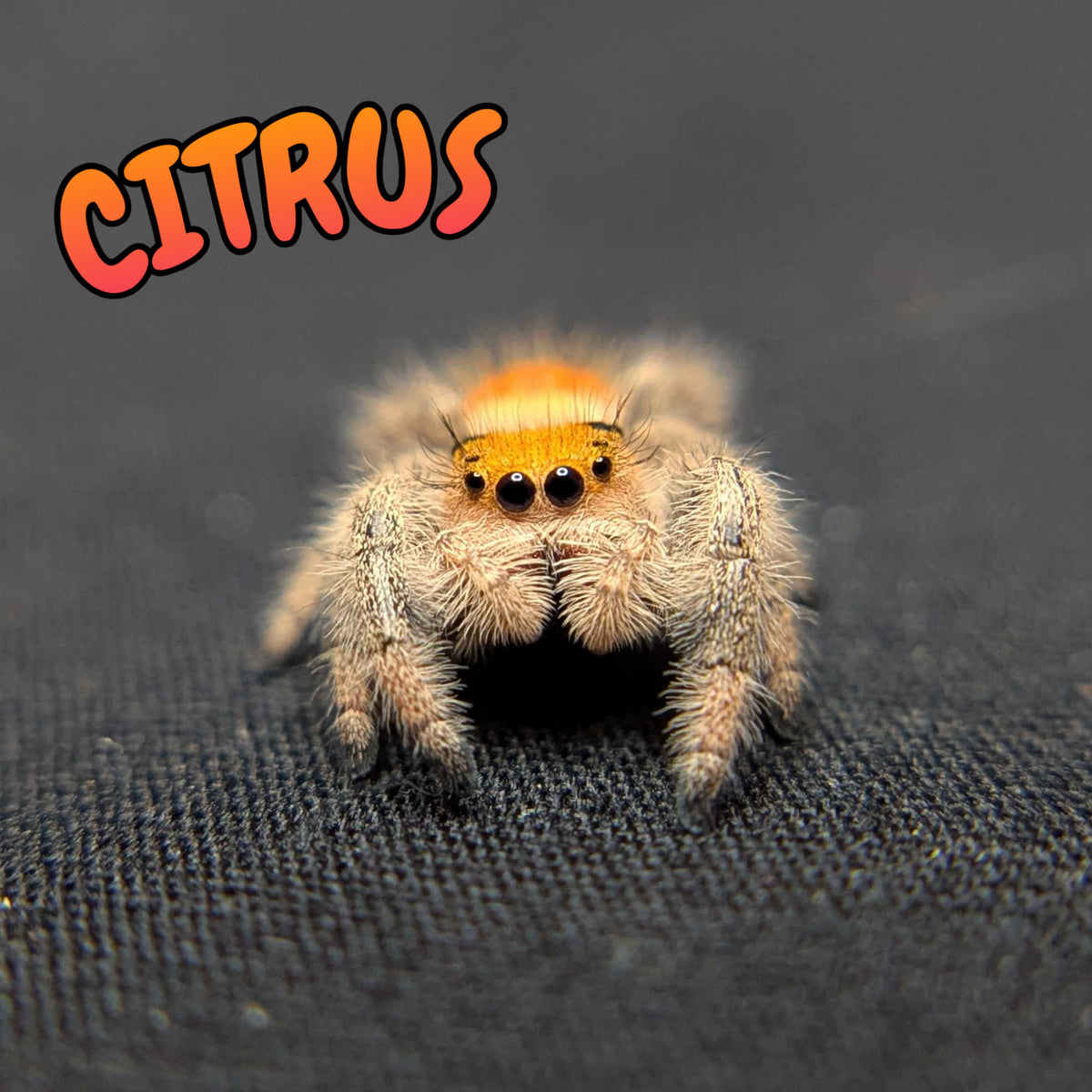 Regal Jumping Spider "Citrus"
