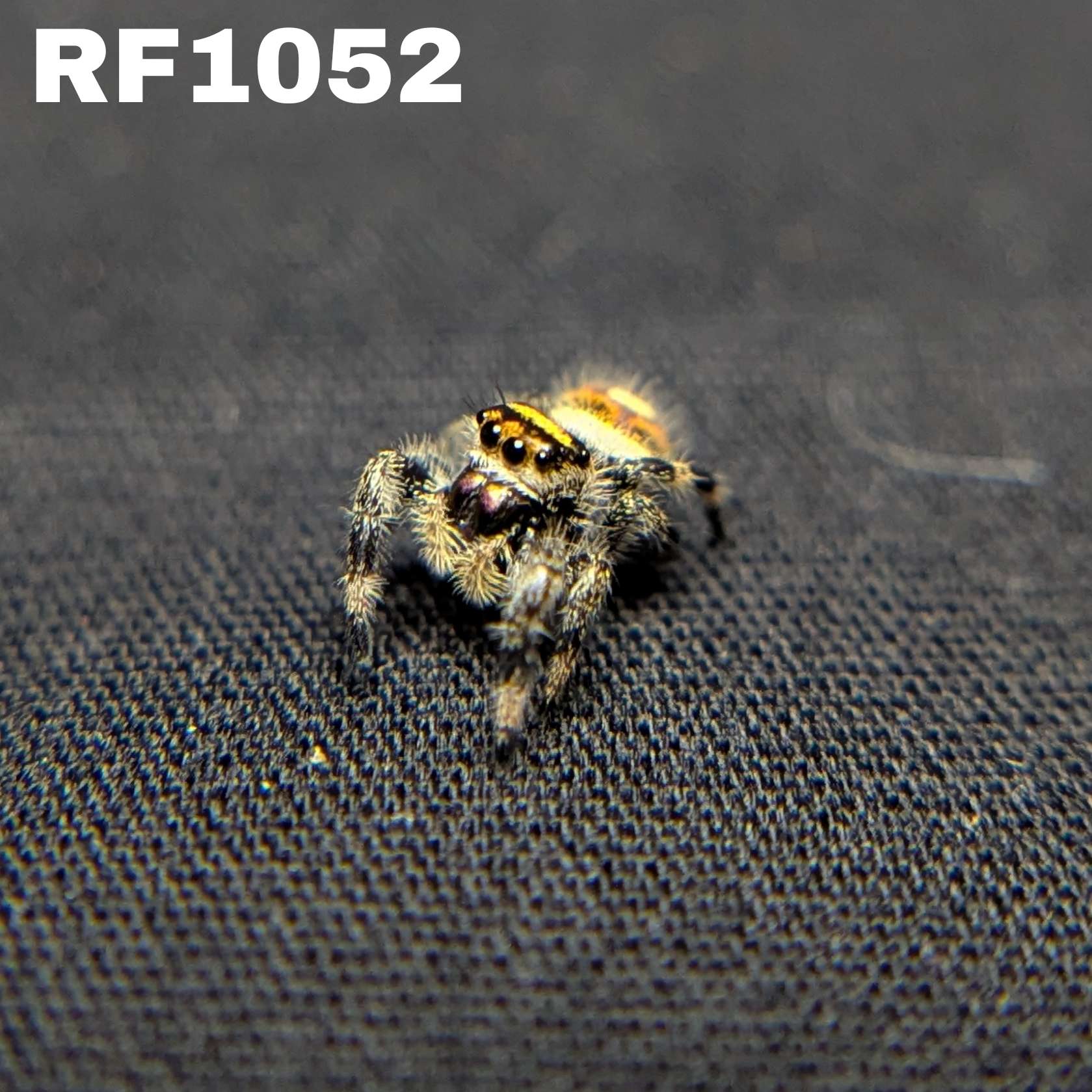 Regal Jumping Spider "Pineapple"